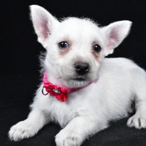 Miss Lacey The West Highland White Terrier