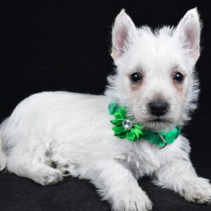 Miss Lila The West Highland White Terrier