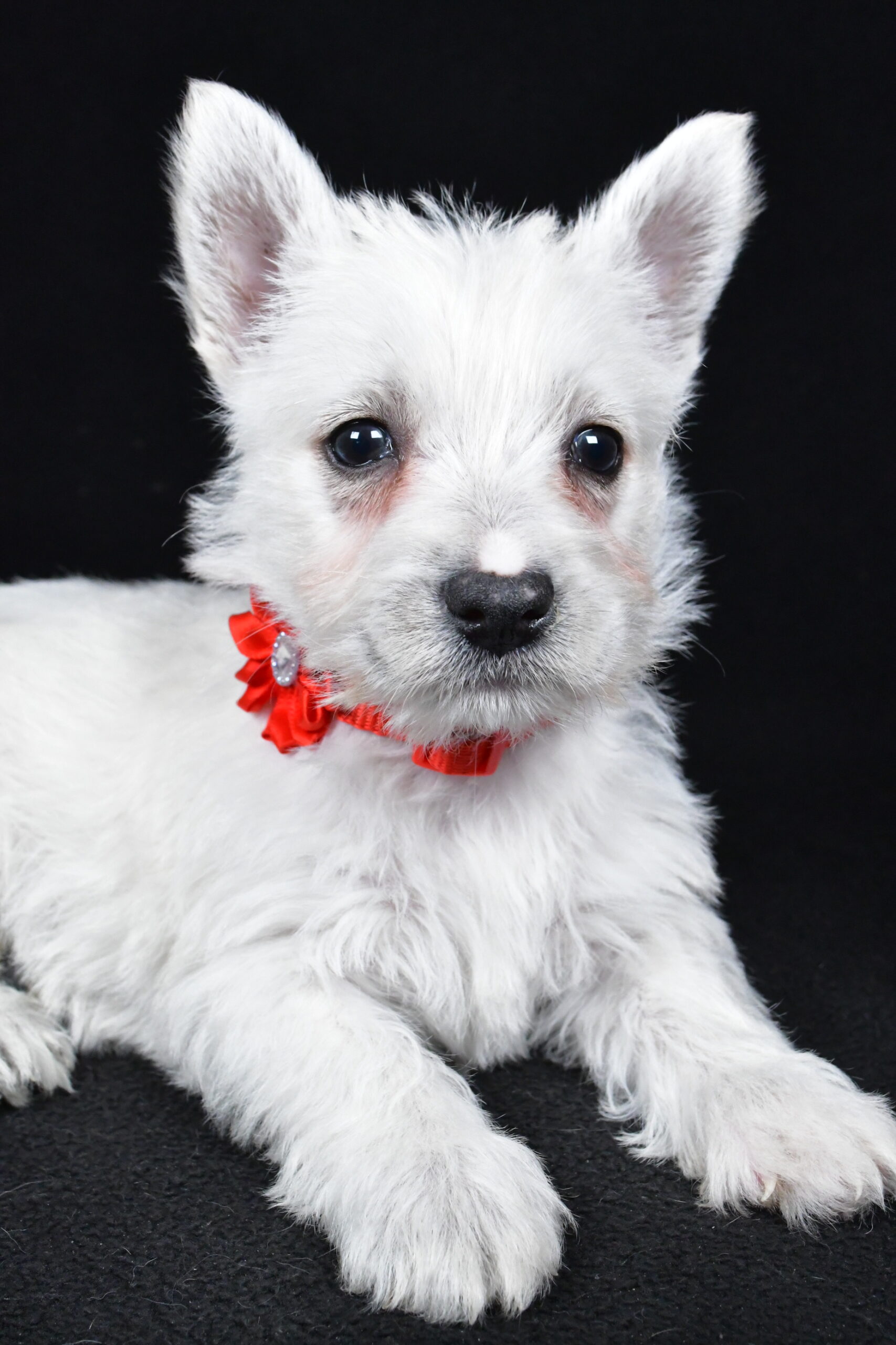 Miss Luna The West Highland White Terrier - Image 7
