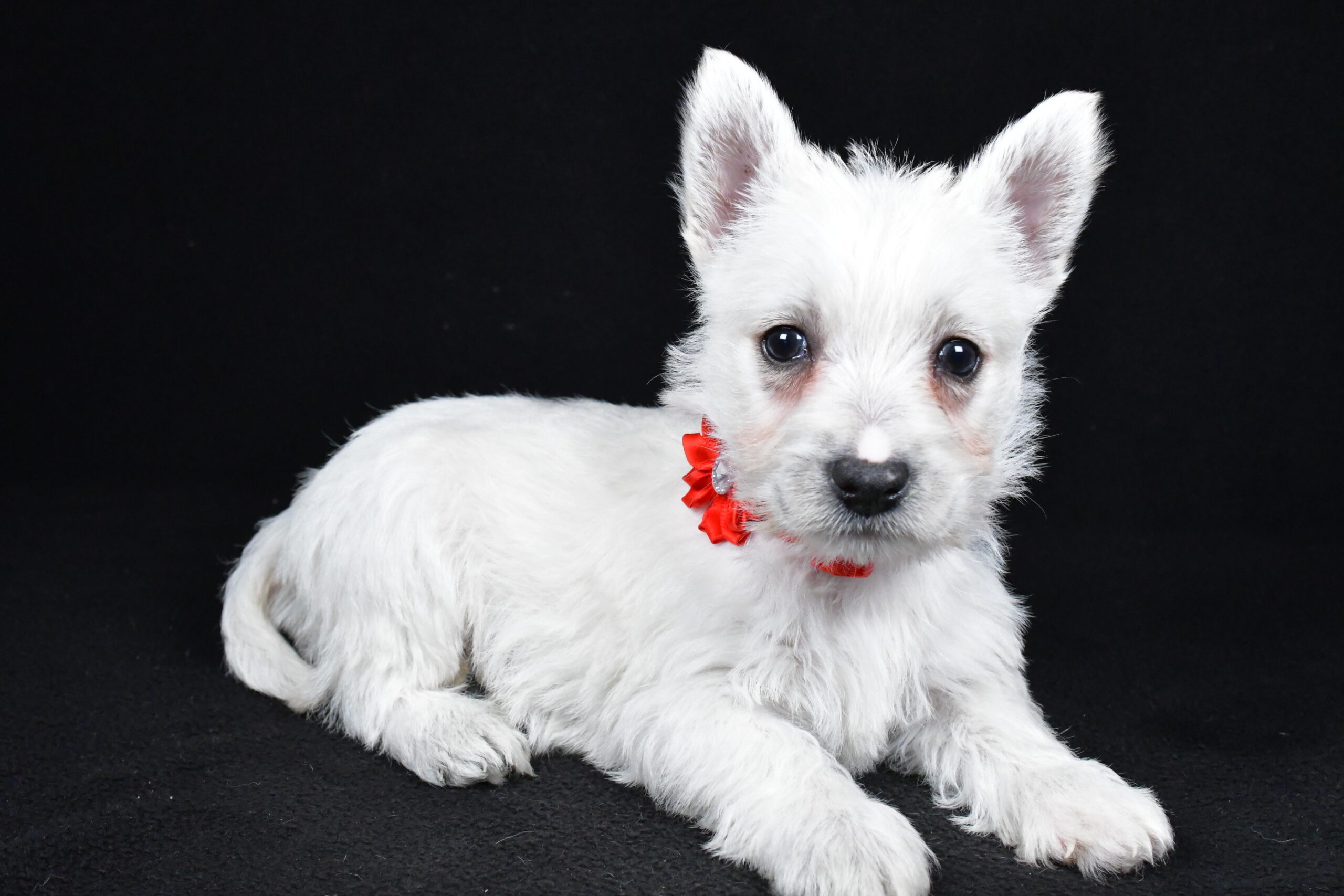 Miss Luna The West Highland White Terrier - Image 8