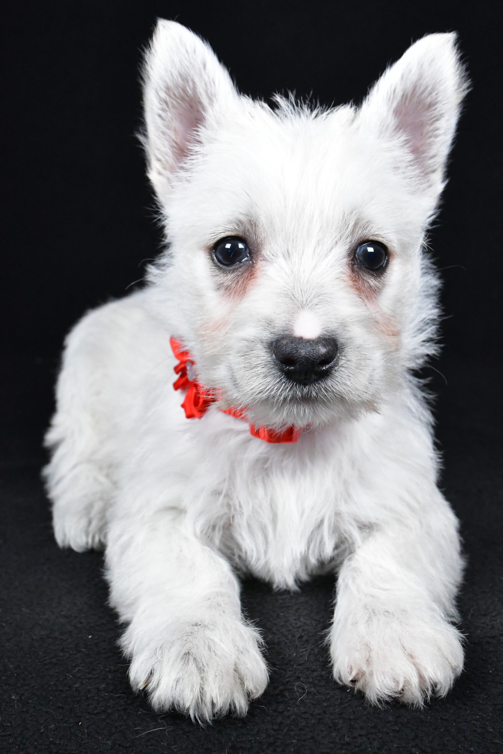 Miss Luna The West Highland White Terrier - Image 6