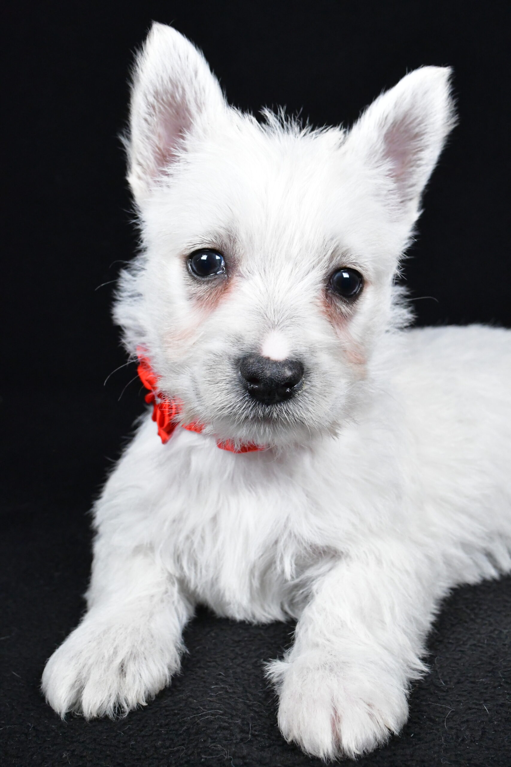 Miss Luna The West Highland White Terrier - Image 5