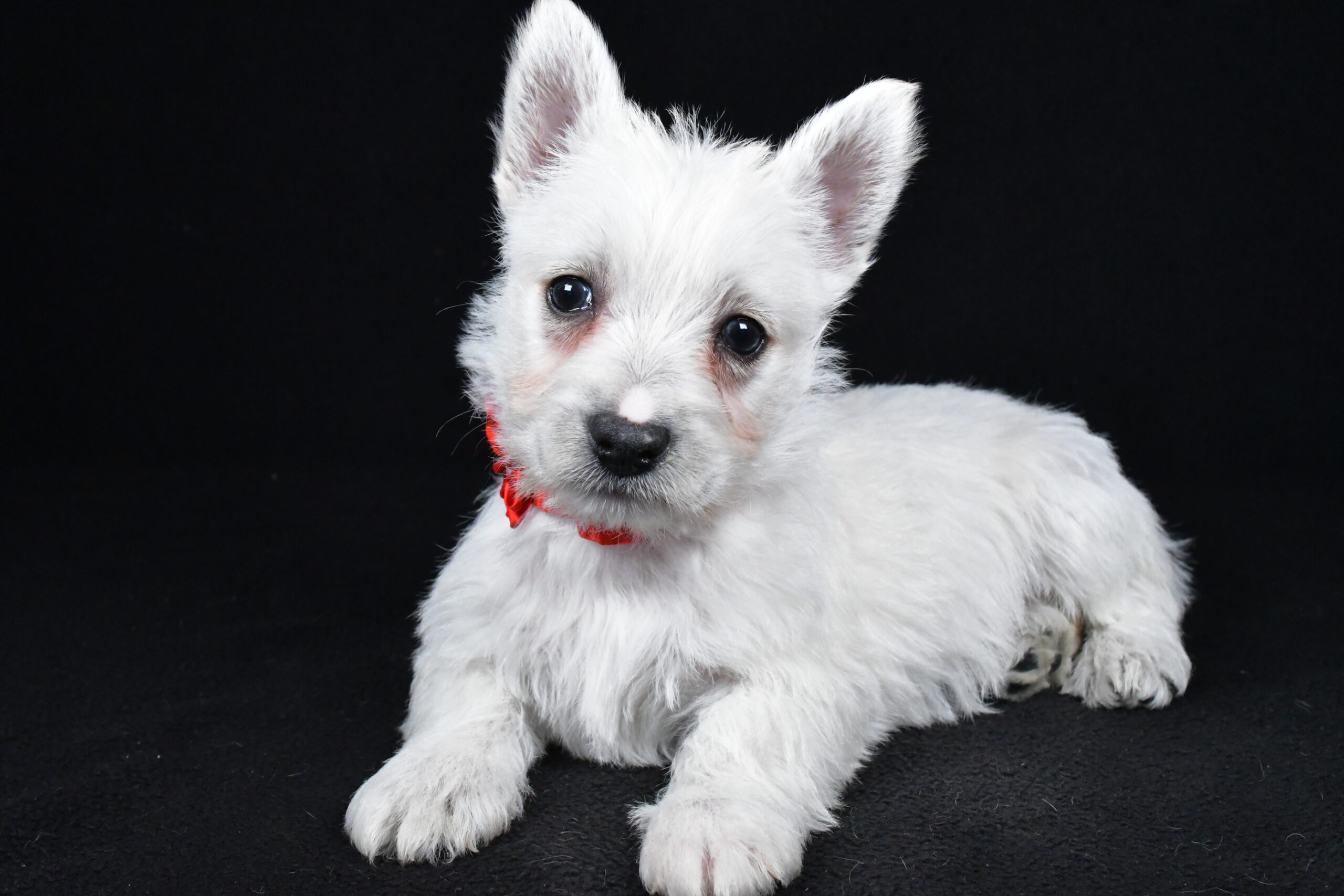 Miss Luna The West Highland White Terrier - Image 9