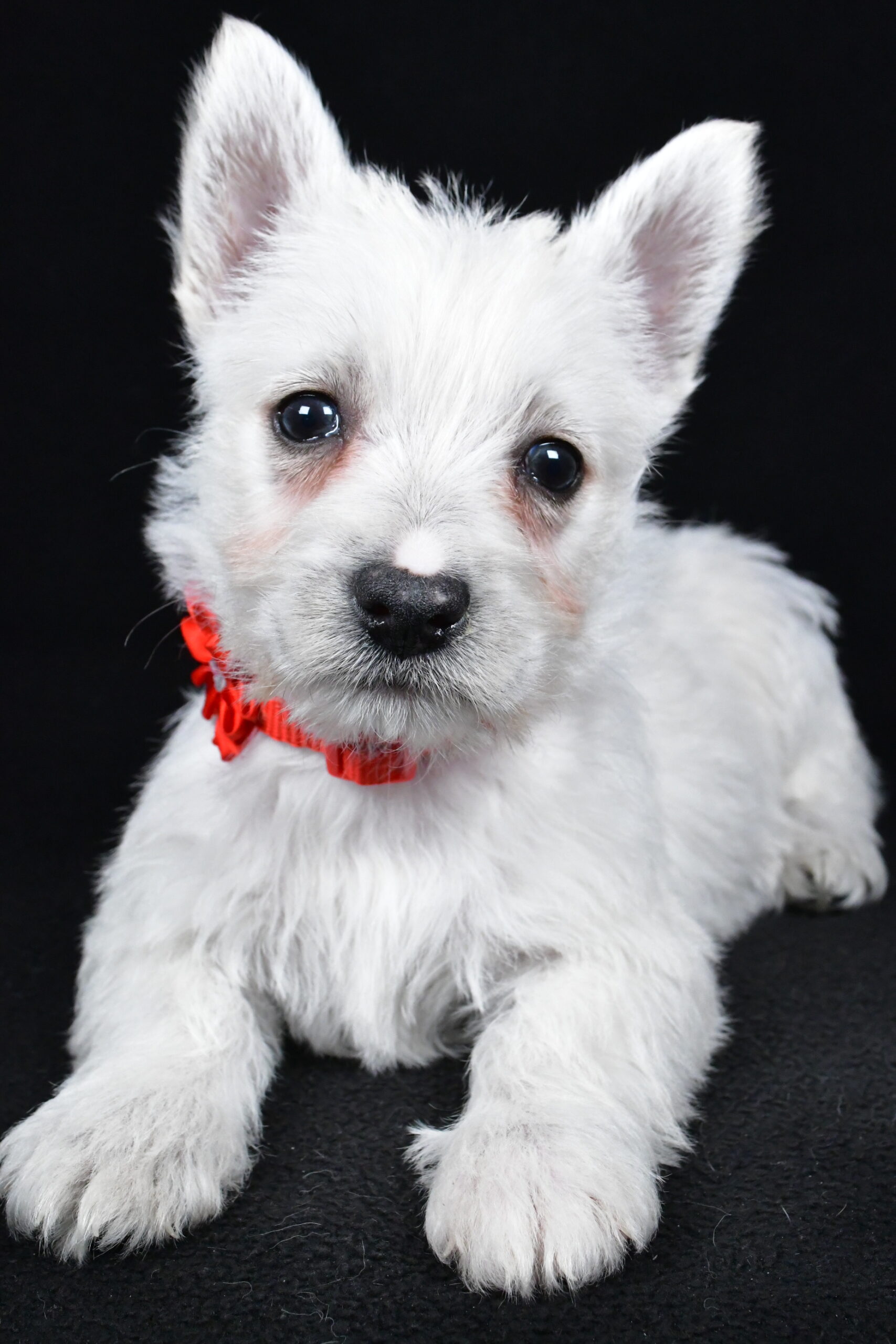 Miss Luna The West Highland White Terrier - Image 10