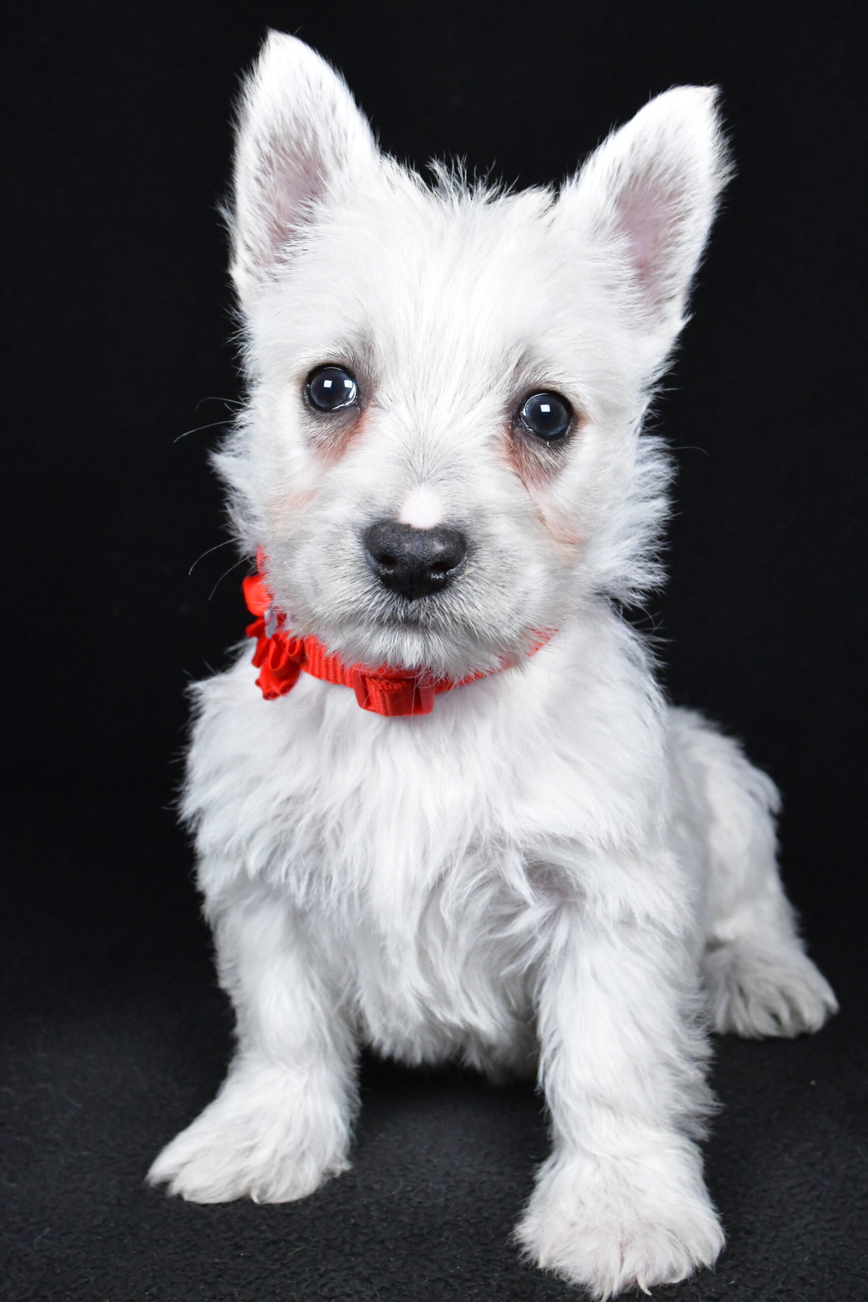 Miss Luna The West Highland White Terrier - Image 4