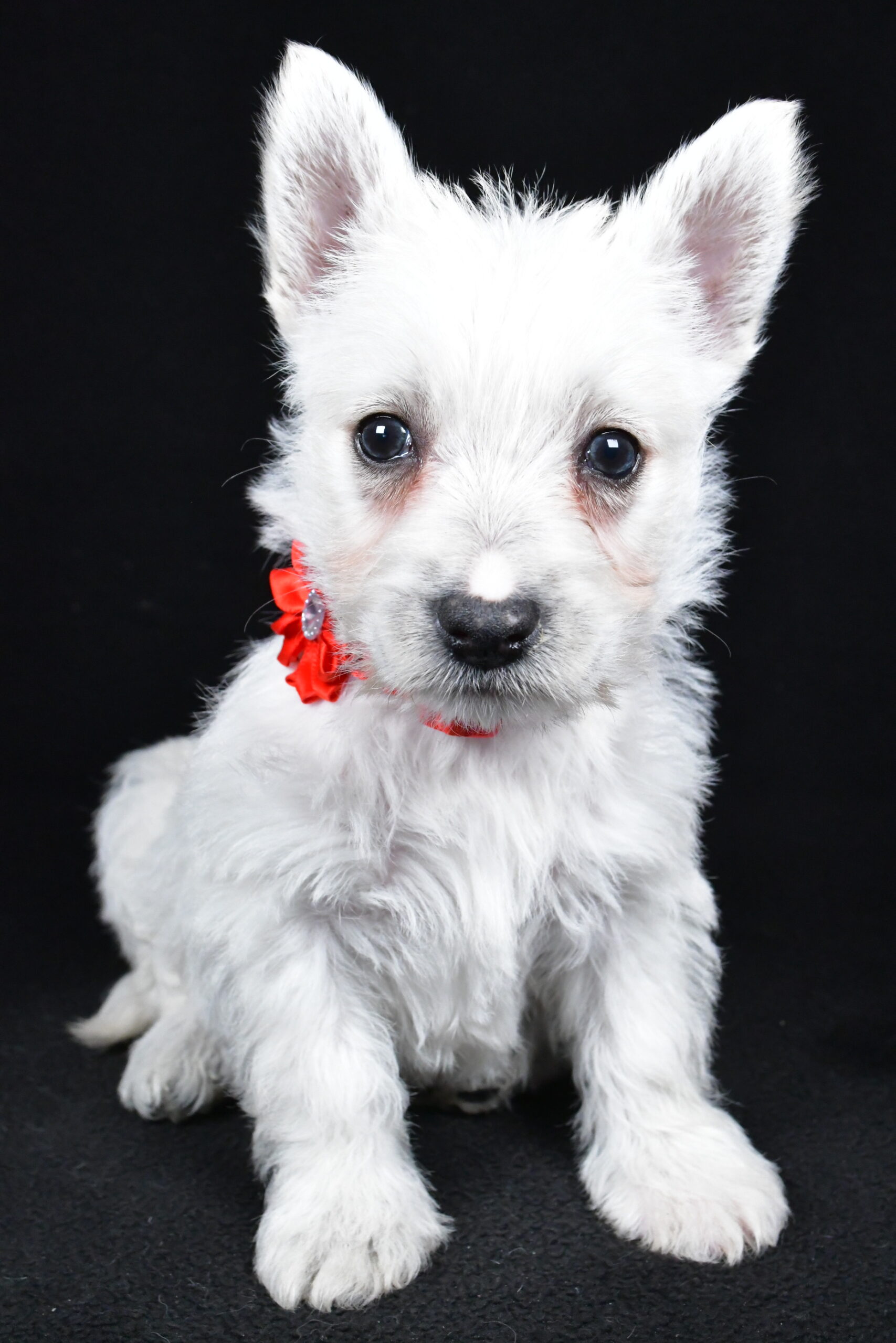 Miss Luna The West Highland White Terrier - Image 2