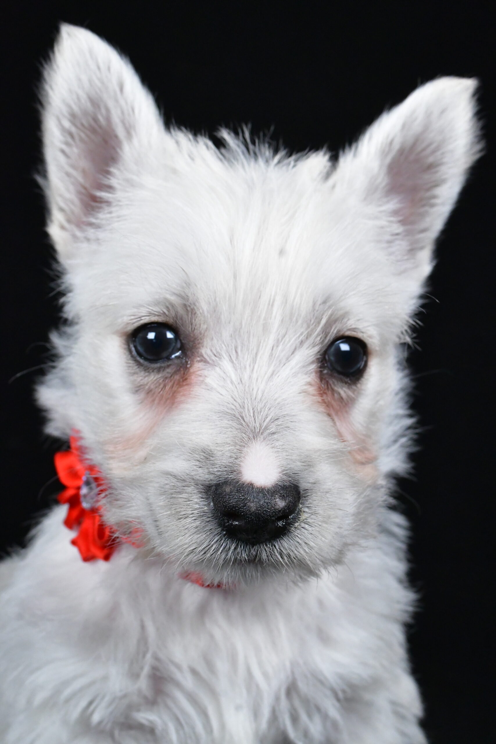 Miss Luna The West Highland White Terrier - Image 3
