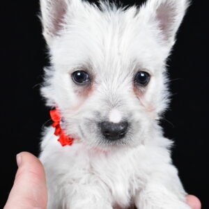 Miss Luna The West Highland White Terrier