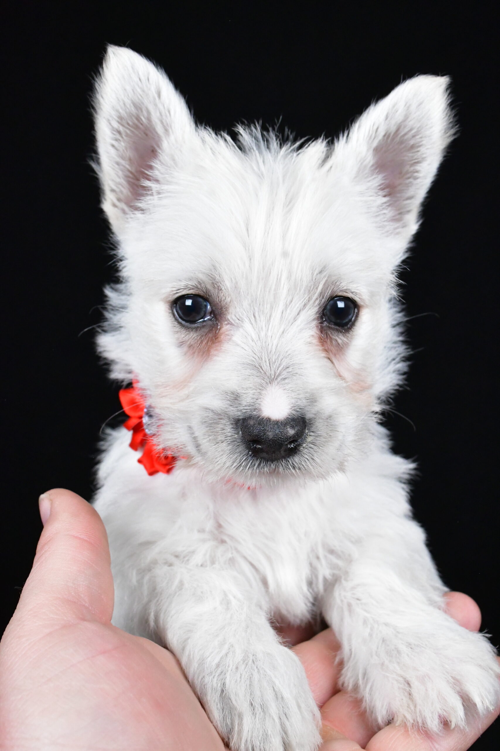Miss Luna The West Highland White Terrier