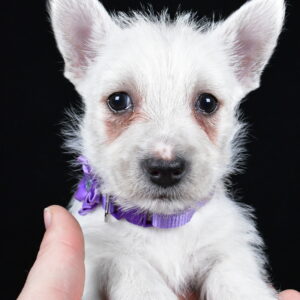 Miss Layla The West Highland White Terrier