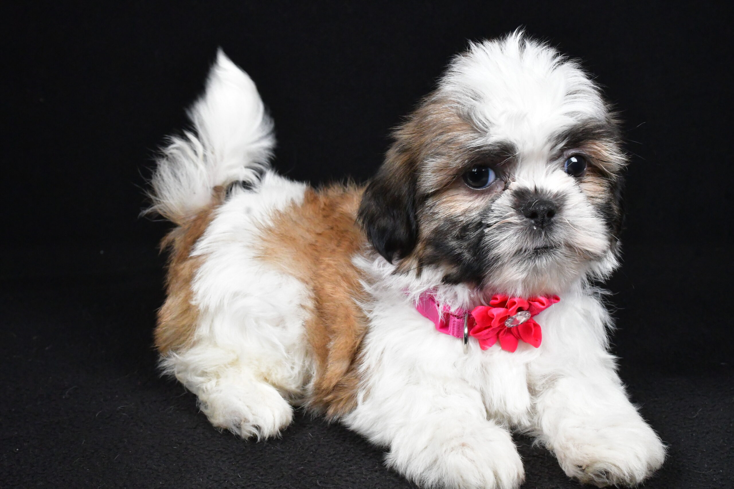 Miss Indie The Shihtzu - Image 6