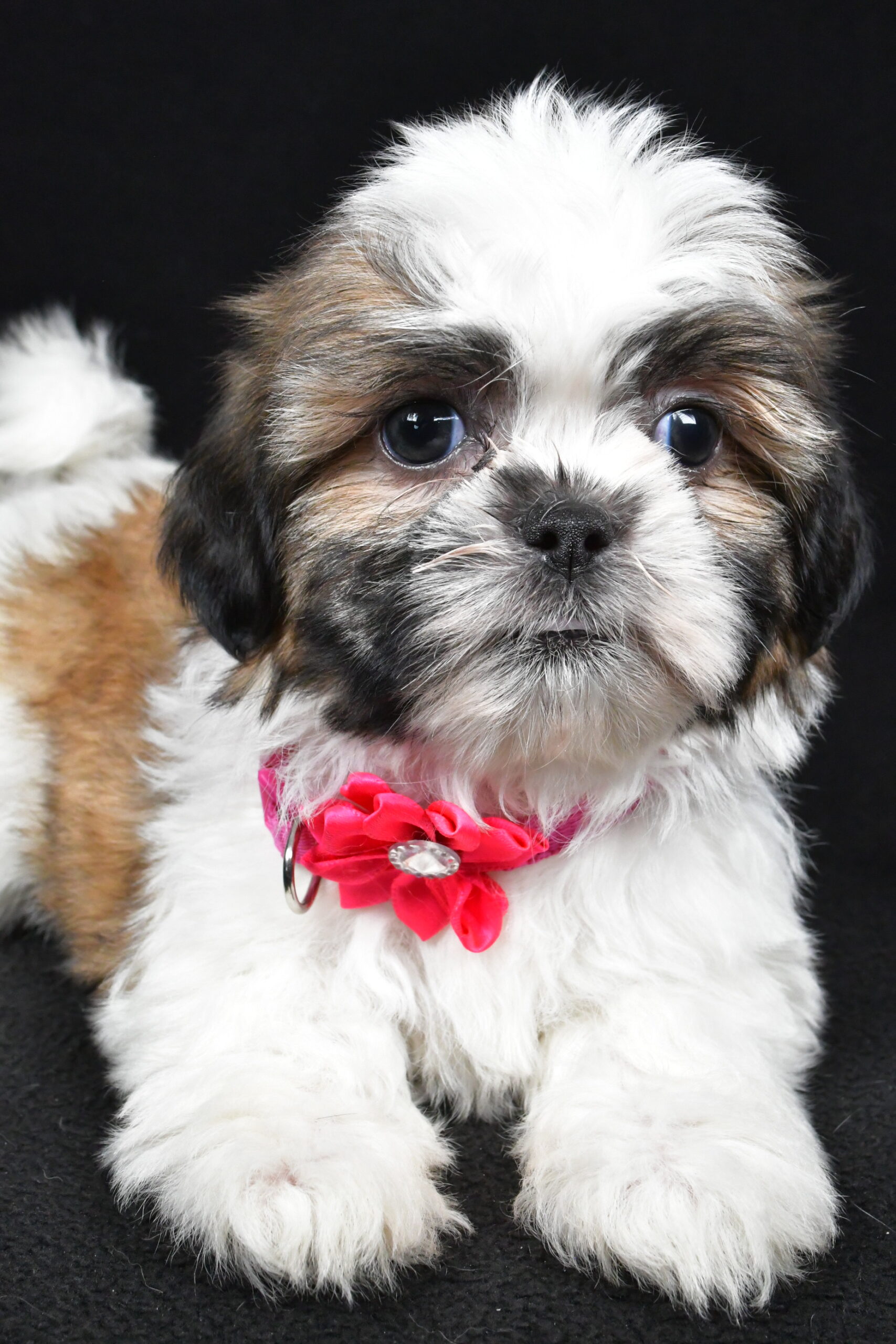 Miss Indie The Shihtzu - Image 4