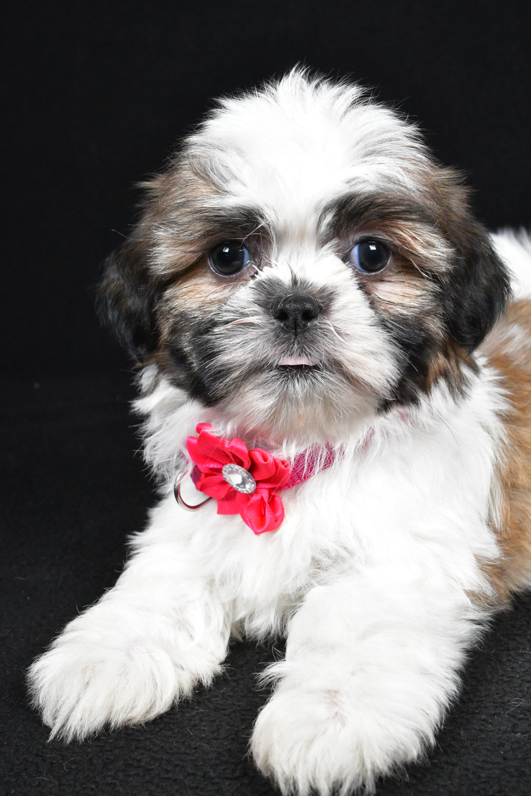 Miss Indie The Shihtzu - Image 3