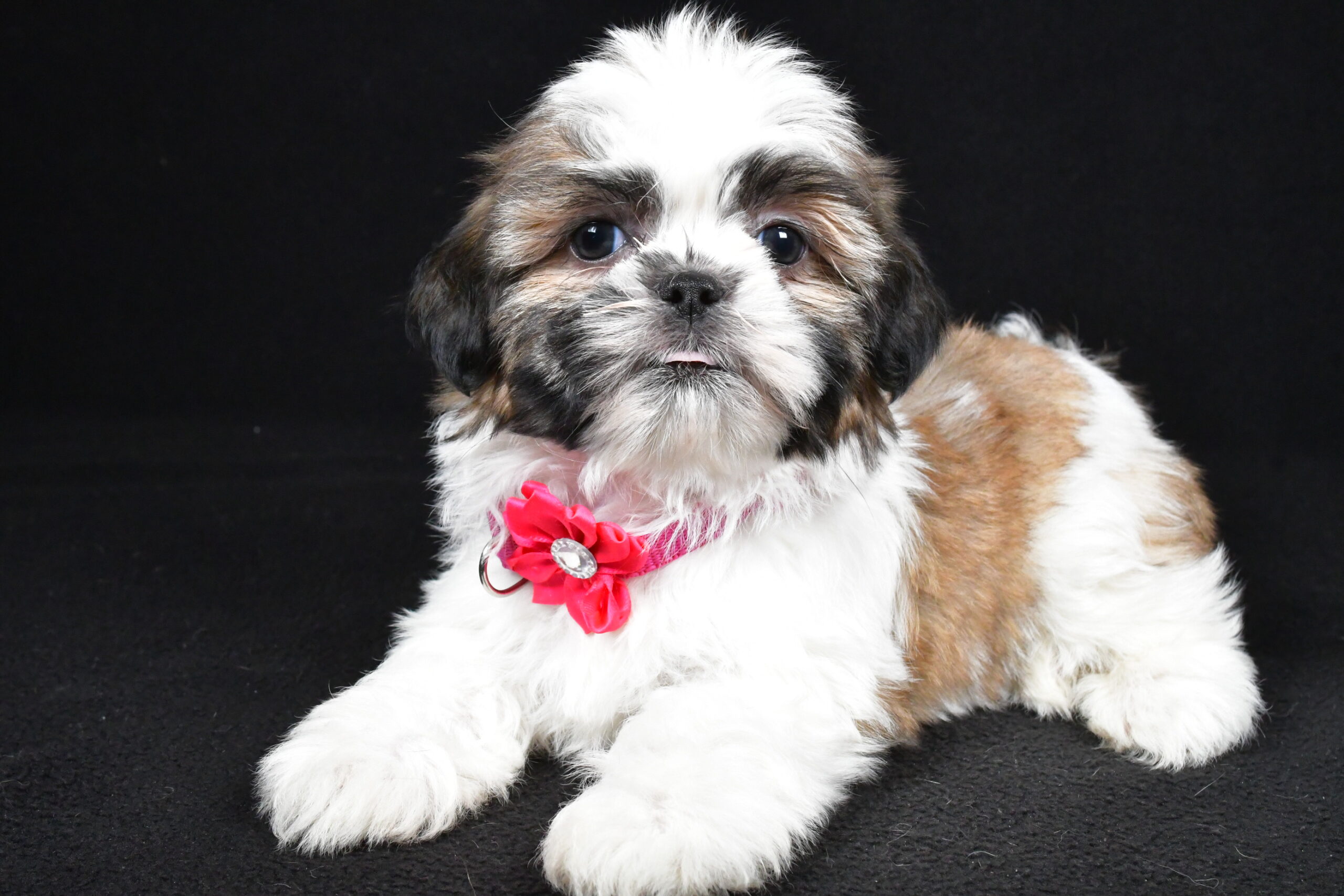 Miss Indie The Shihtzu - Image 5