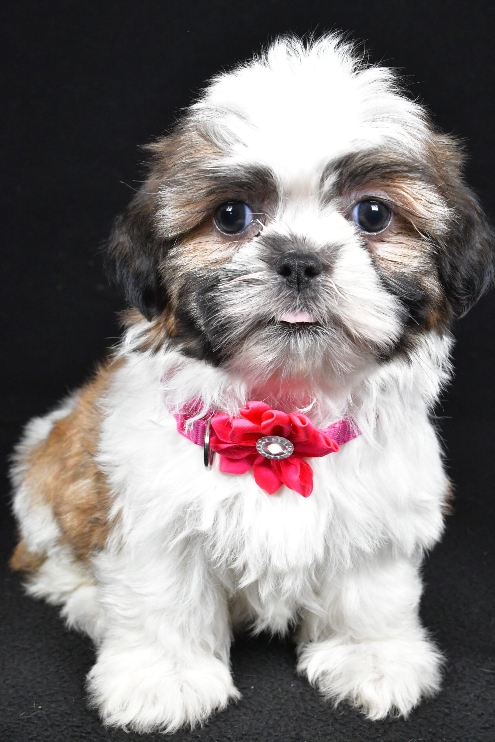 Miss Indie The Shihtzu - Image 2
