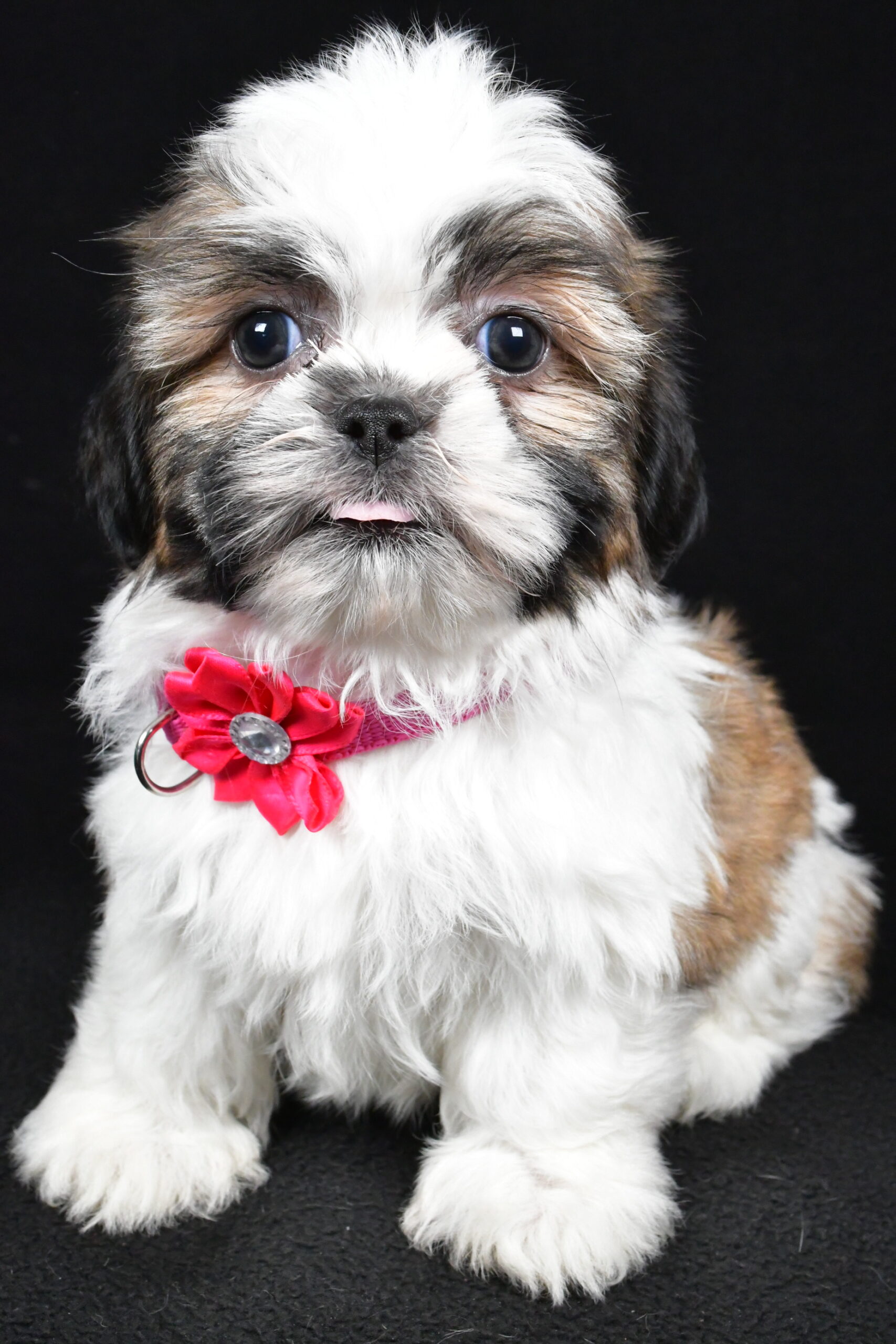 Miss Indie The Shihtzu