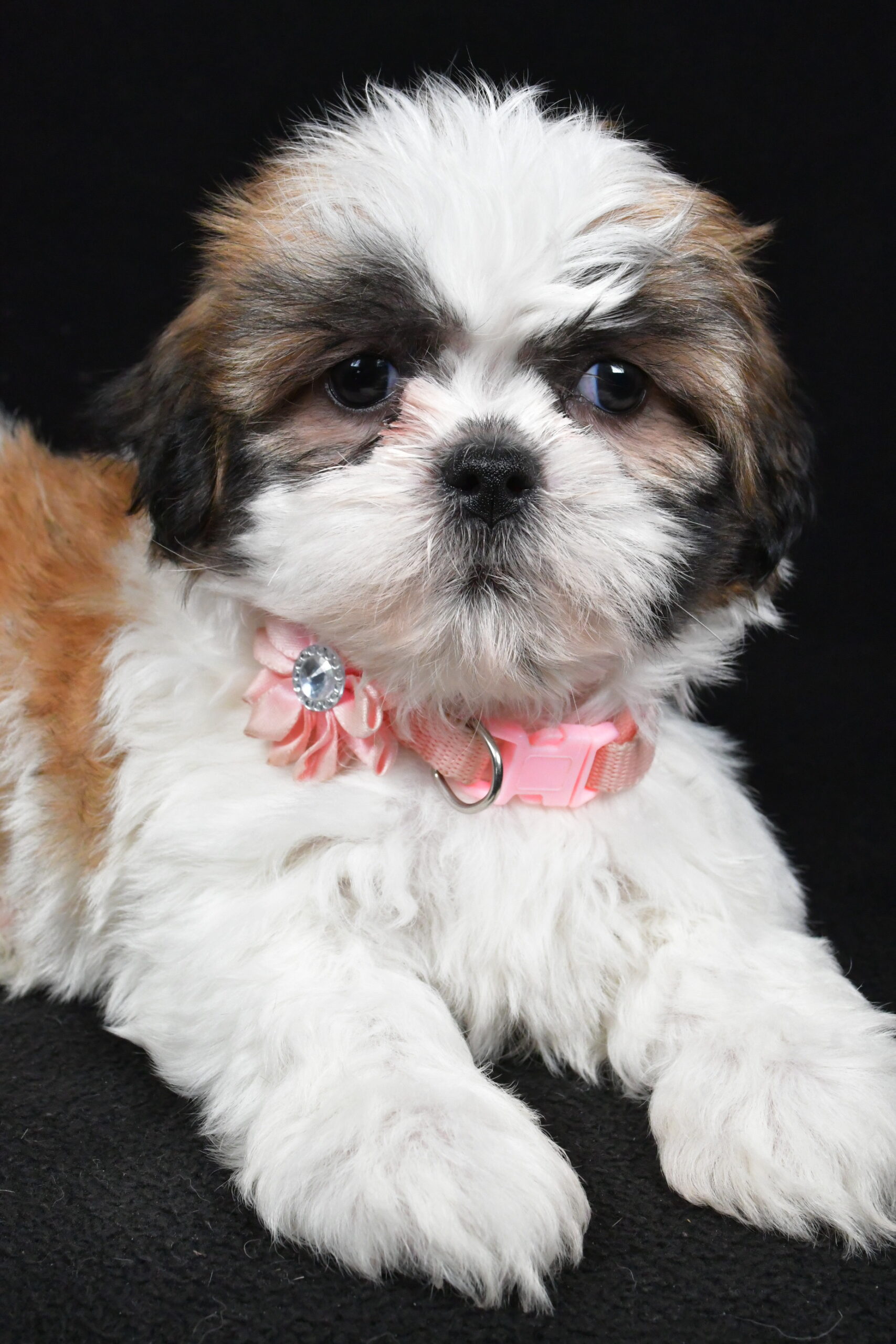Miss Izzy The Shihtzu - Image 7