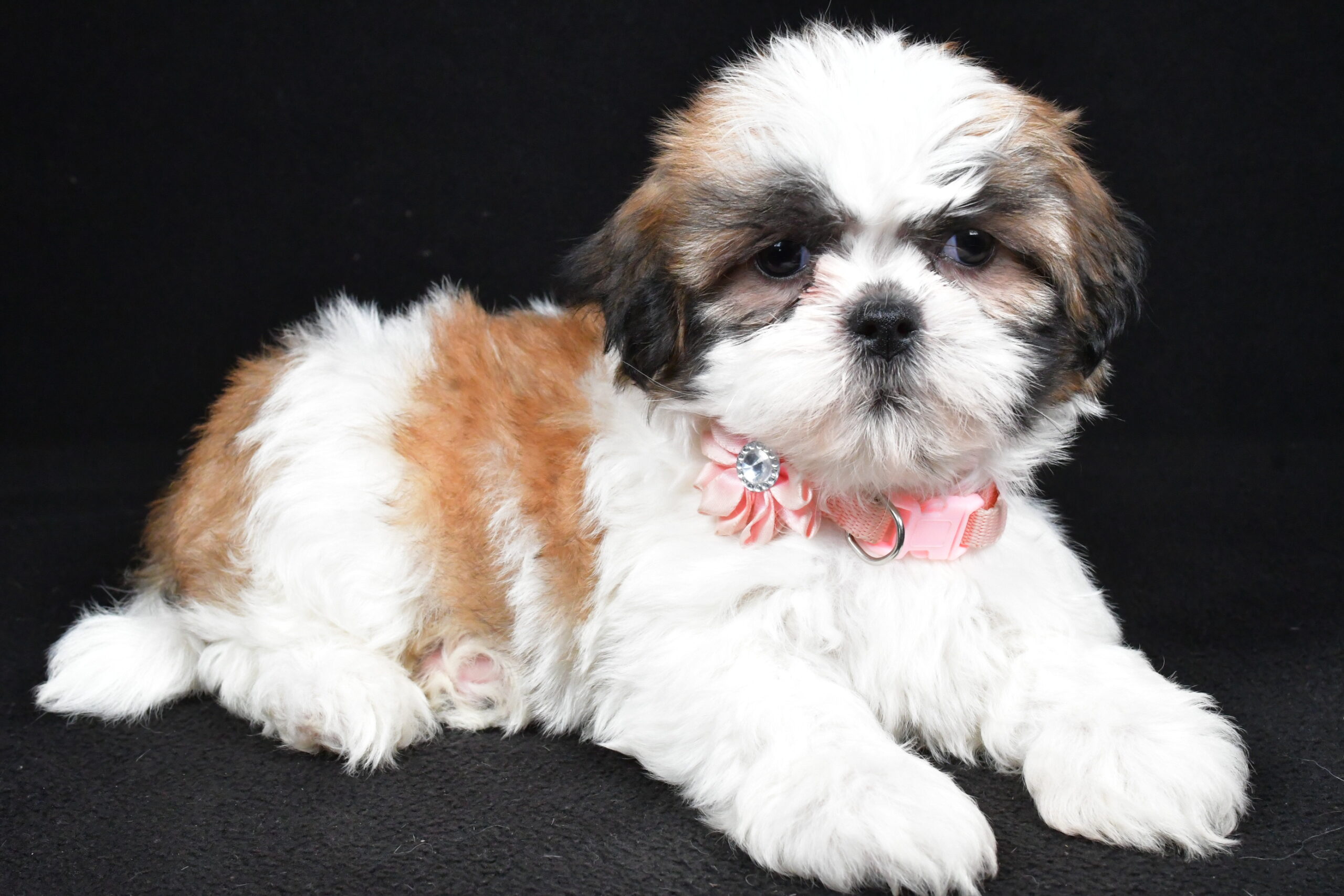 Miss Izzy The Shihtzu - Image 8