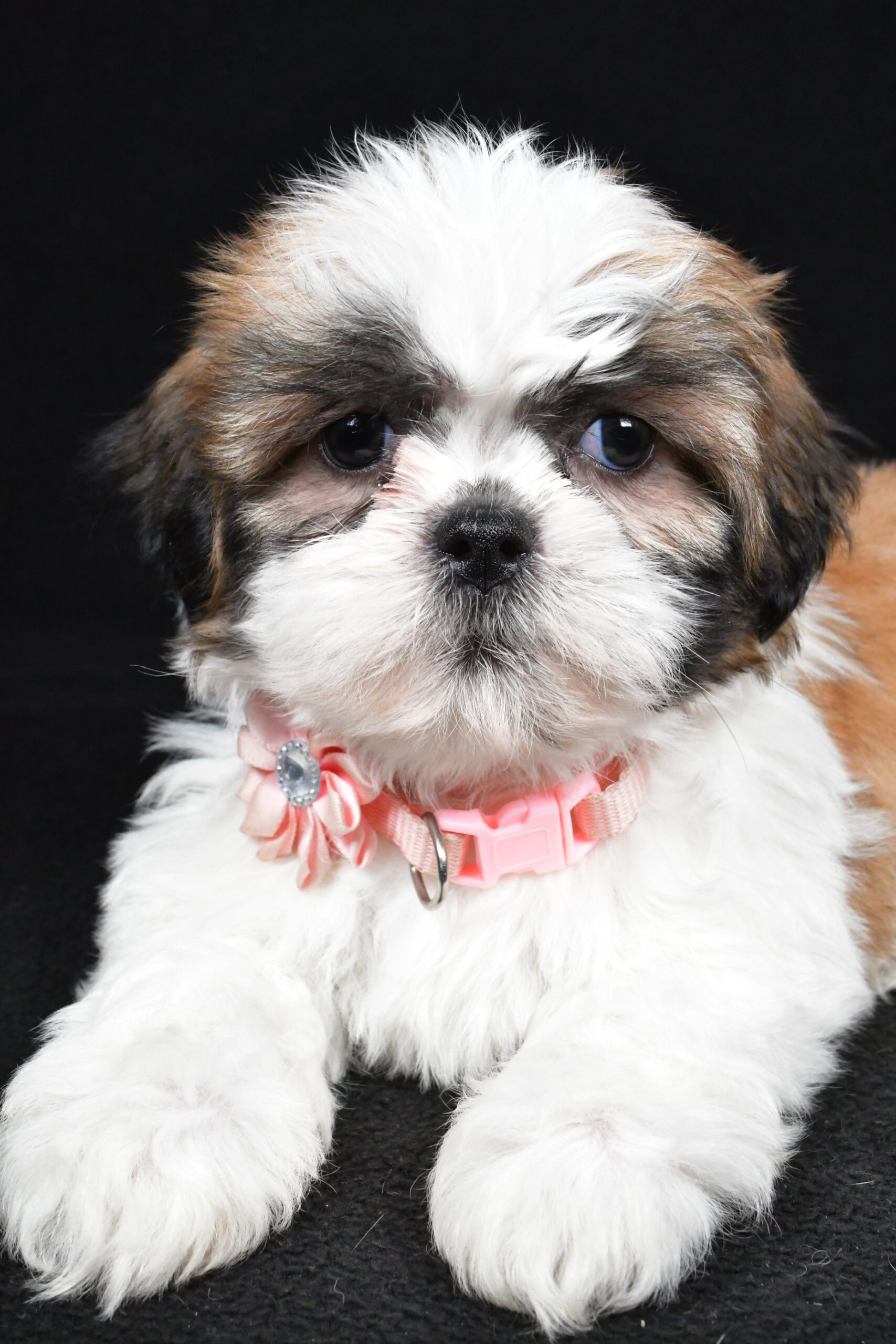 Miss Izzy The Shihtzu - Image 5