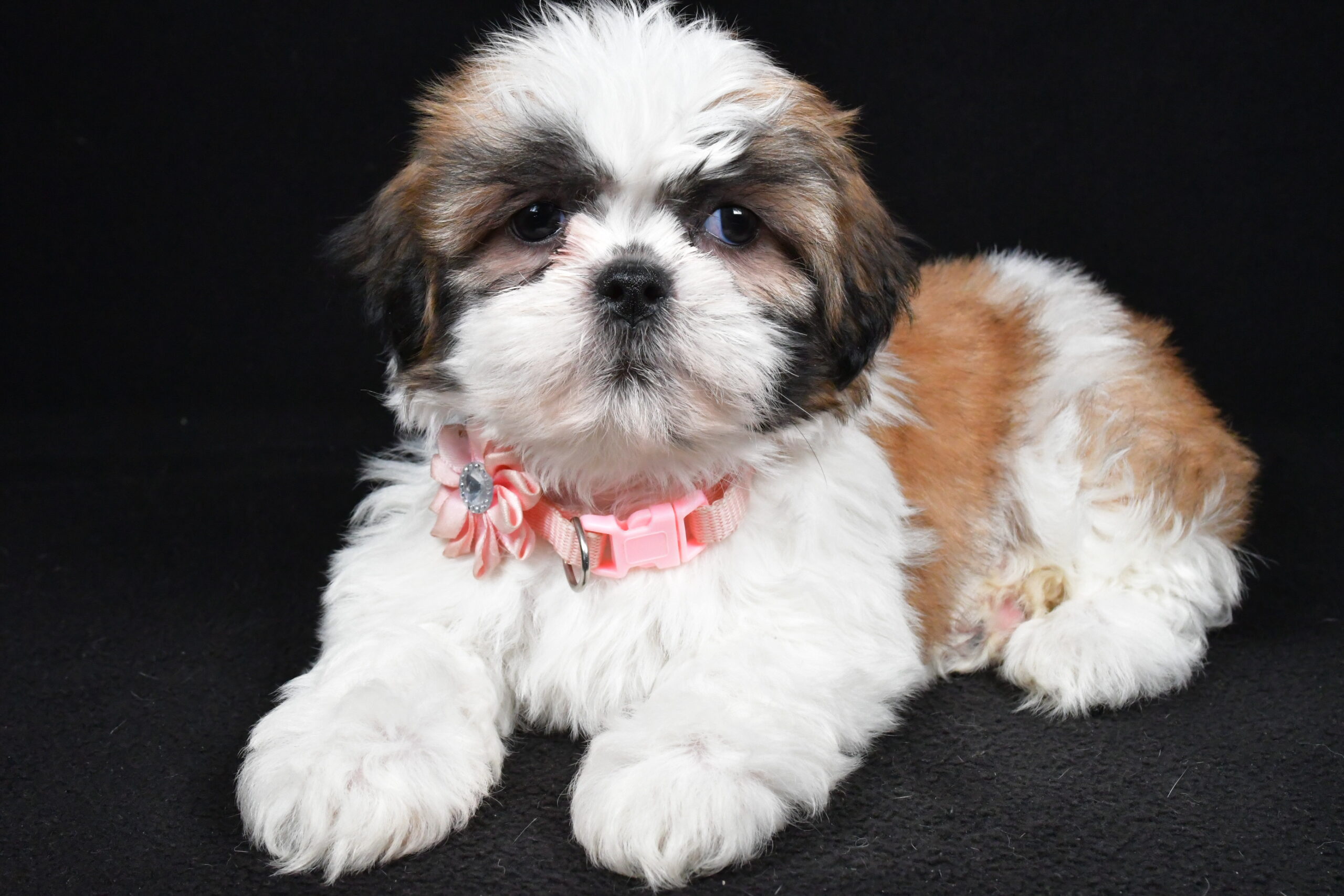 Miss Izzy The Shihtzu - Image 9