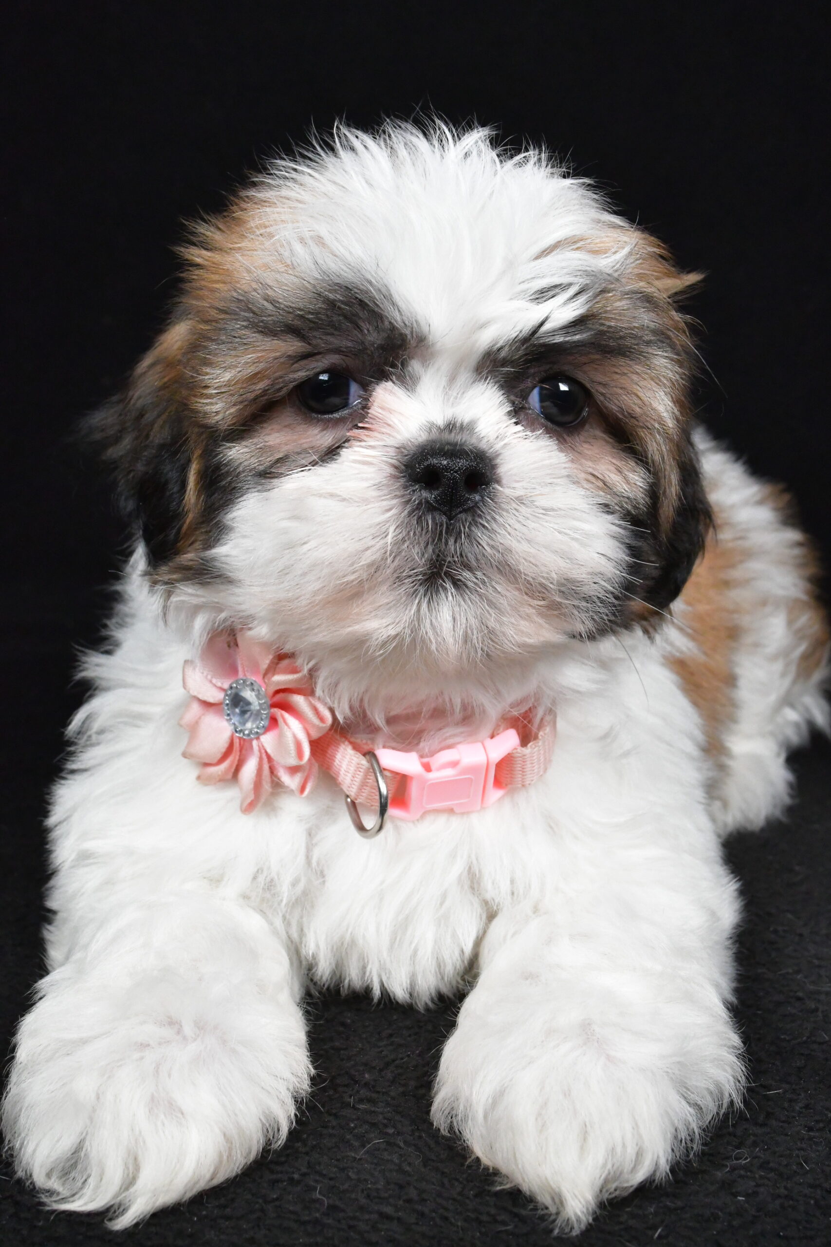 Miss Izzy The Shihtzu - Image 6