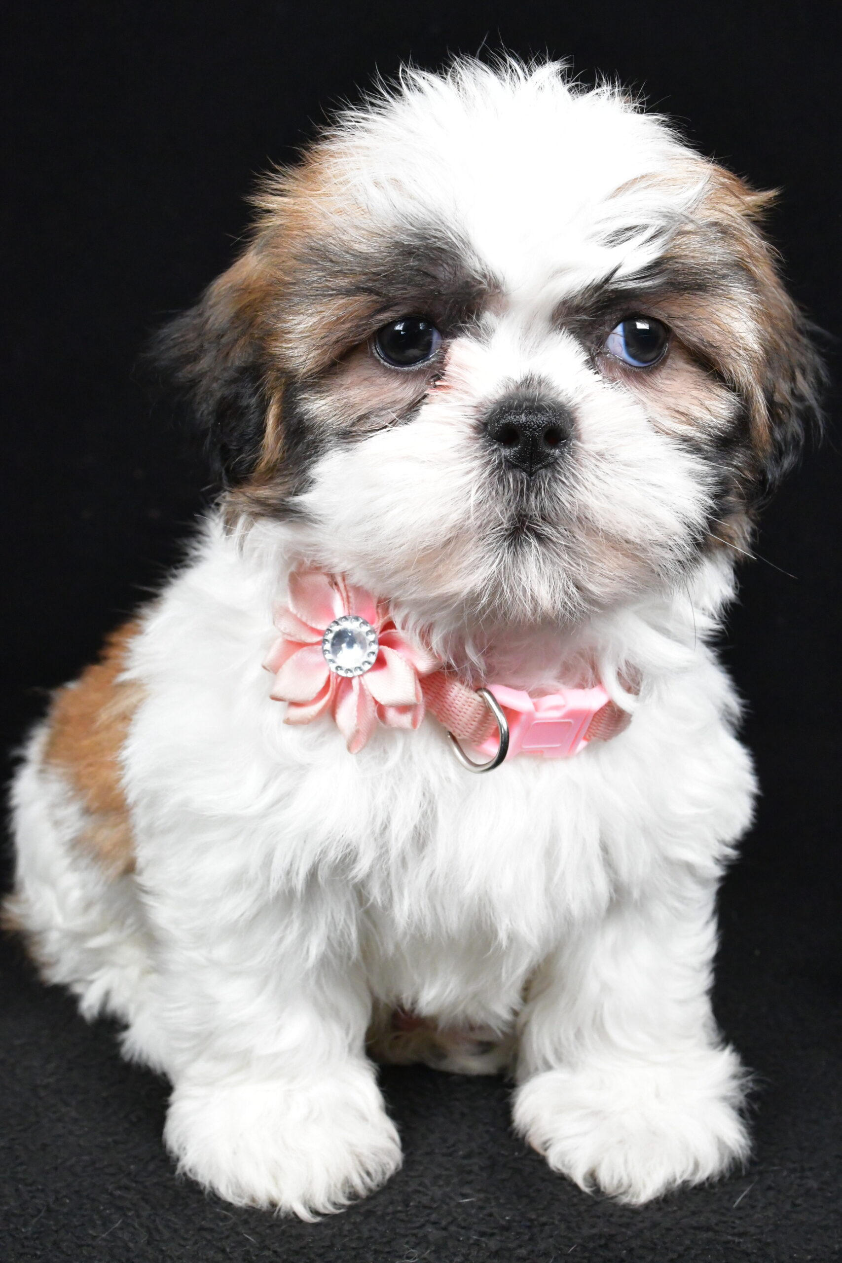 Miss Izzy The Shihtzu - Image 4