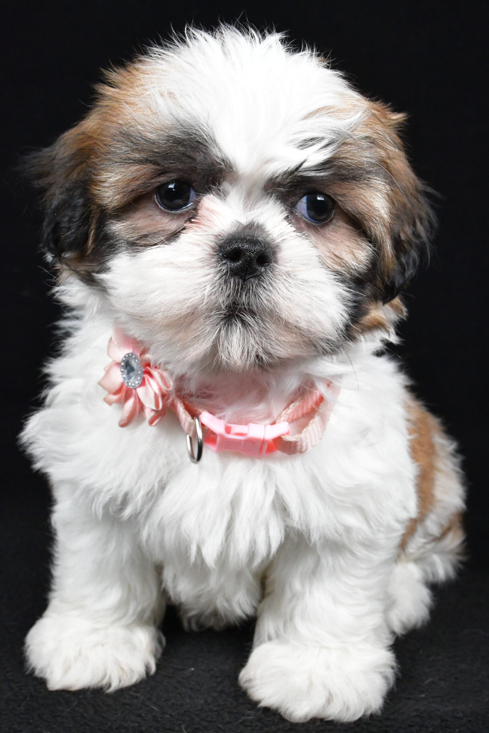 Miss Izzy The Shihtzu - Image 2