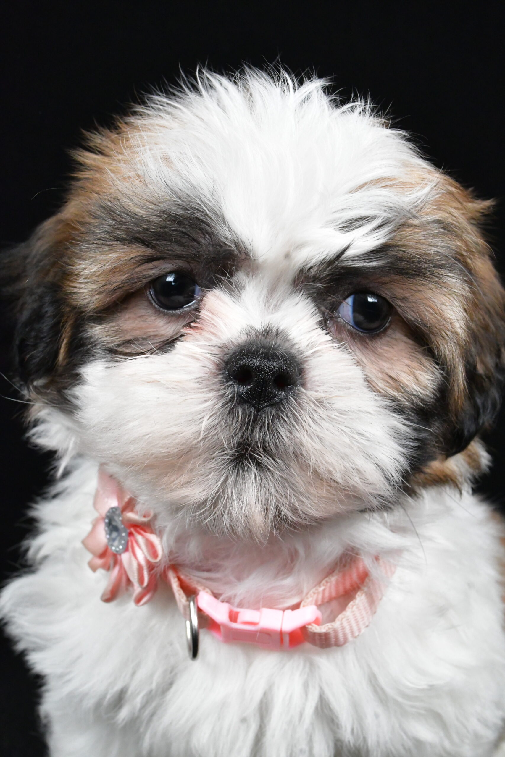 Miss Izzy The Shihtzu - Image 3