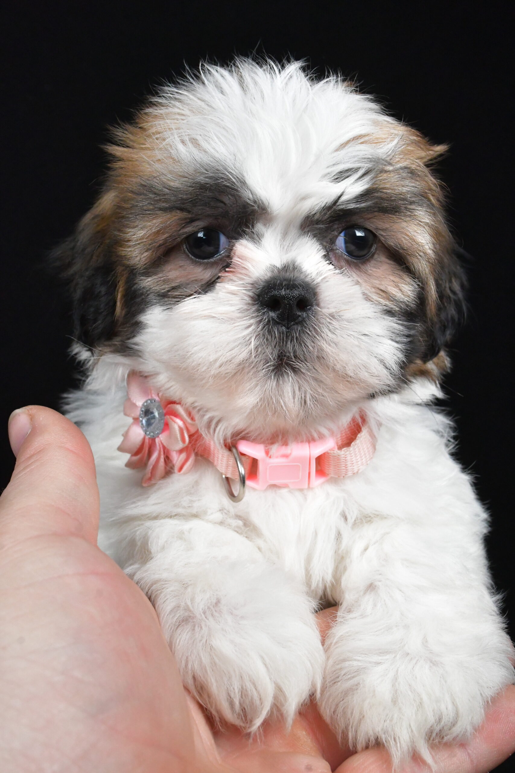 Miss Izzy The Shihtzu