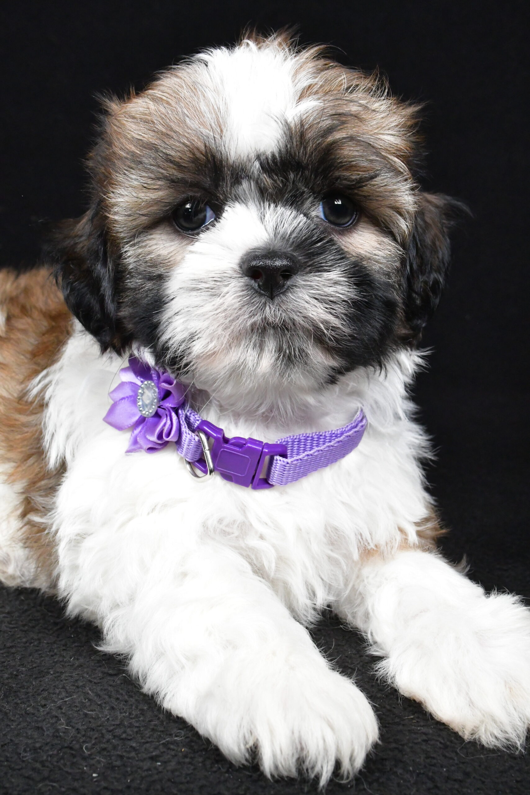 Miss Ivy The Shihtzu - Image 5