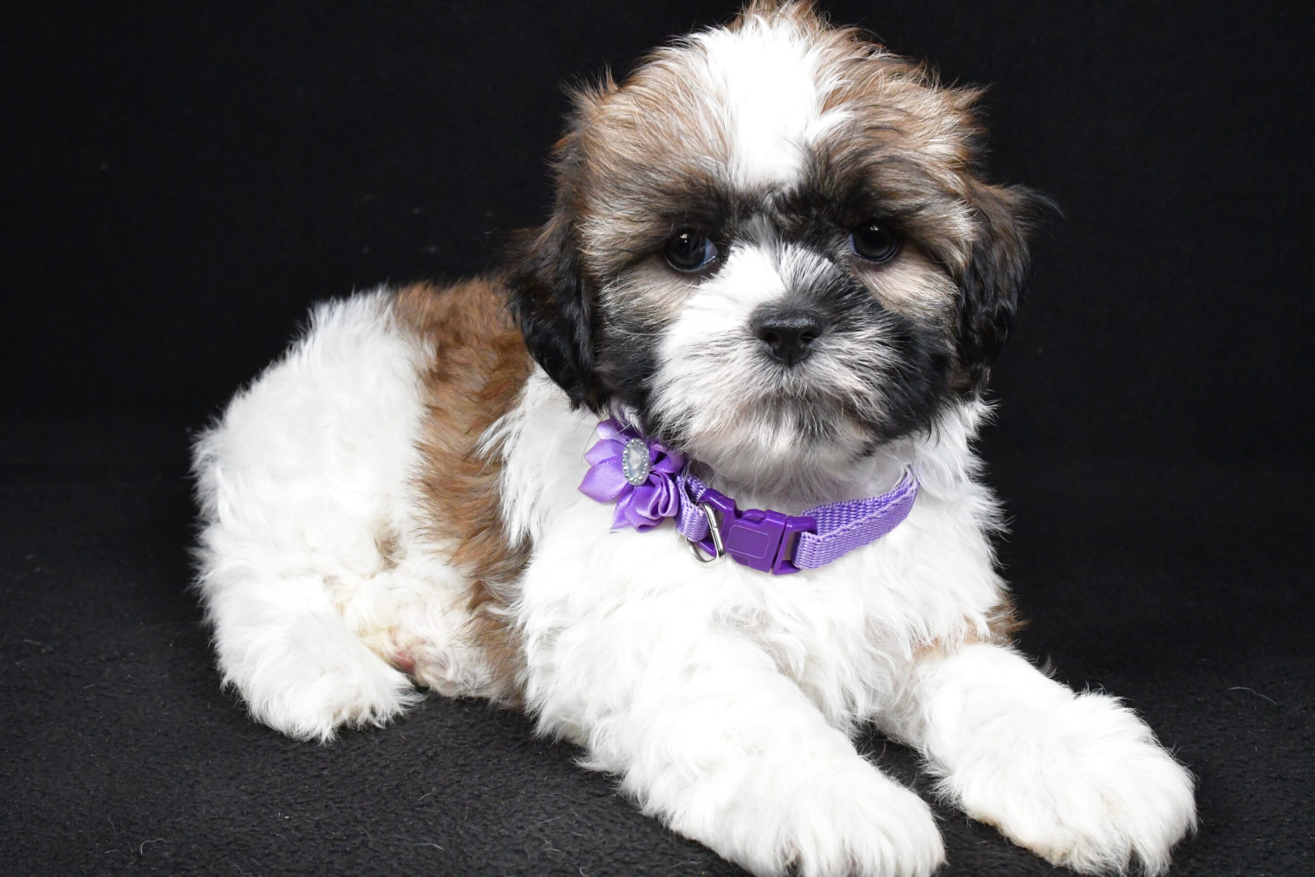 Miss Ivy The Shihtzu - Image 8