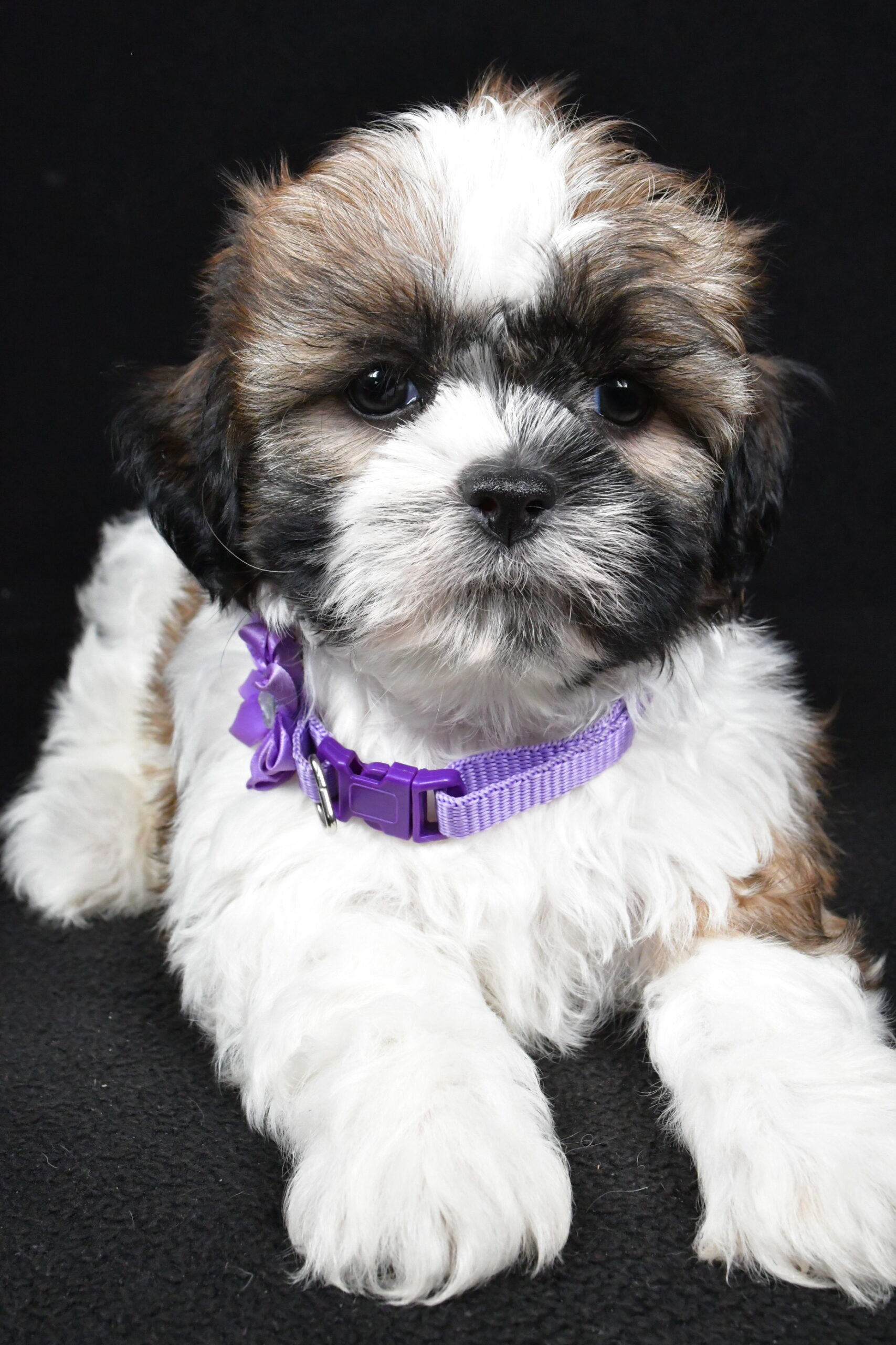 Miss Ivy The Shihtzu - Image 6