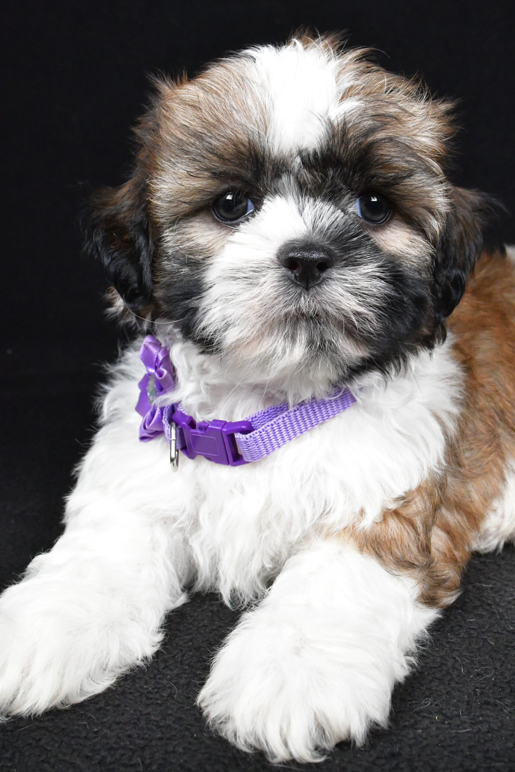 Miss Ivy The Shihtzu - Image 7