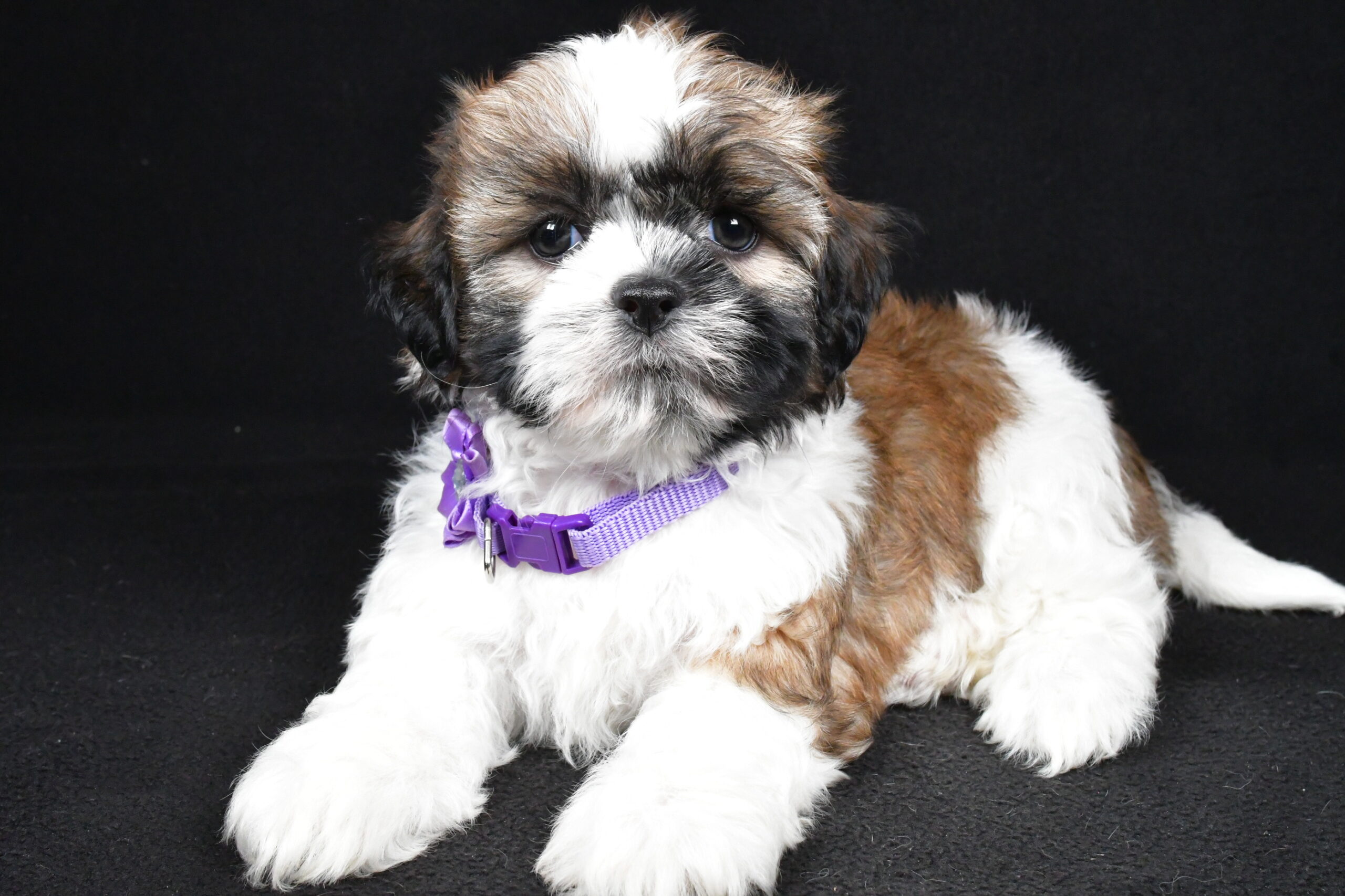 Miss Ivy The Shihtzu - Image 9