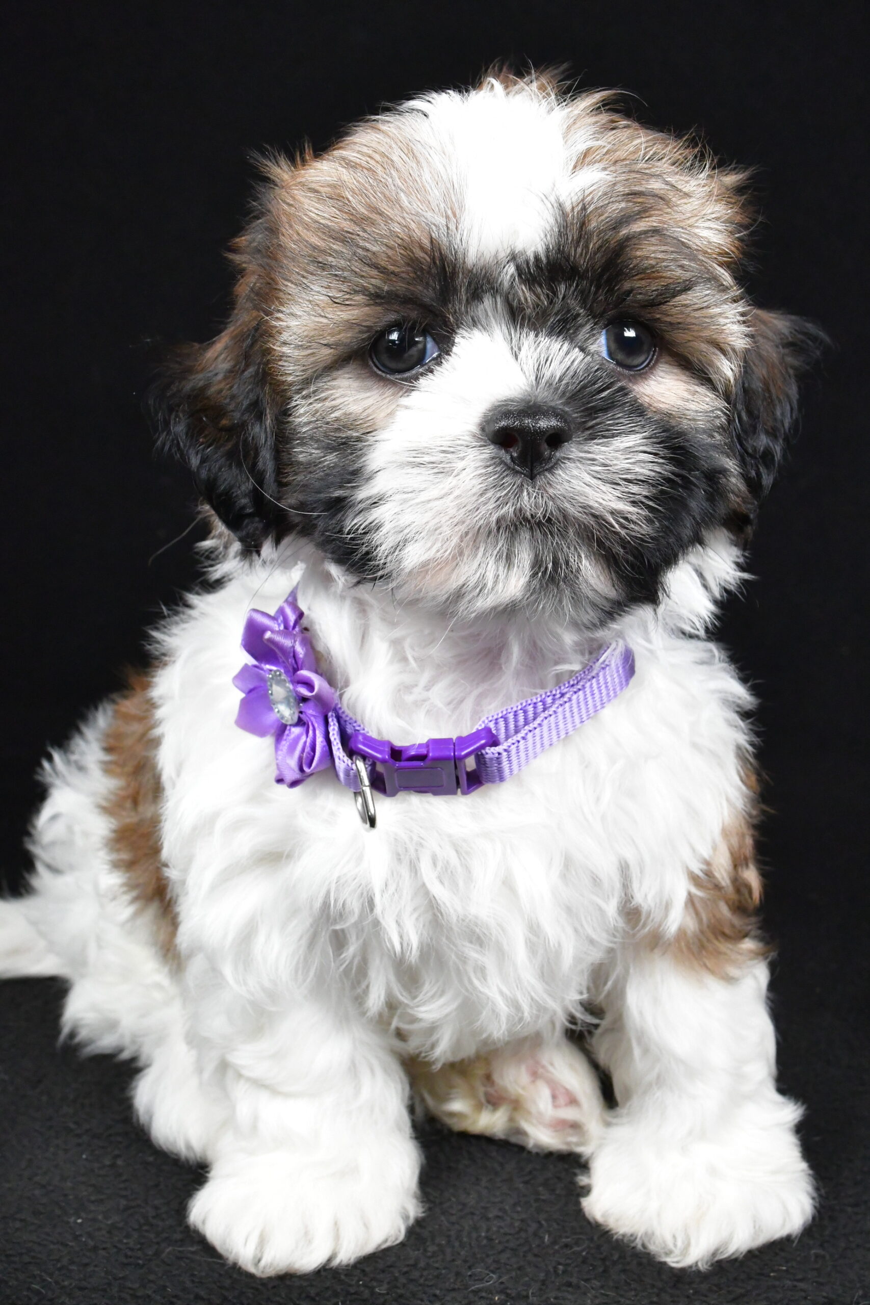 Miss Ivy The Shihtzu - Image 4