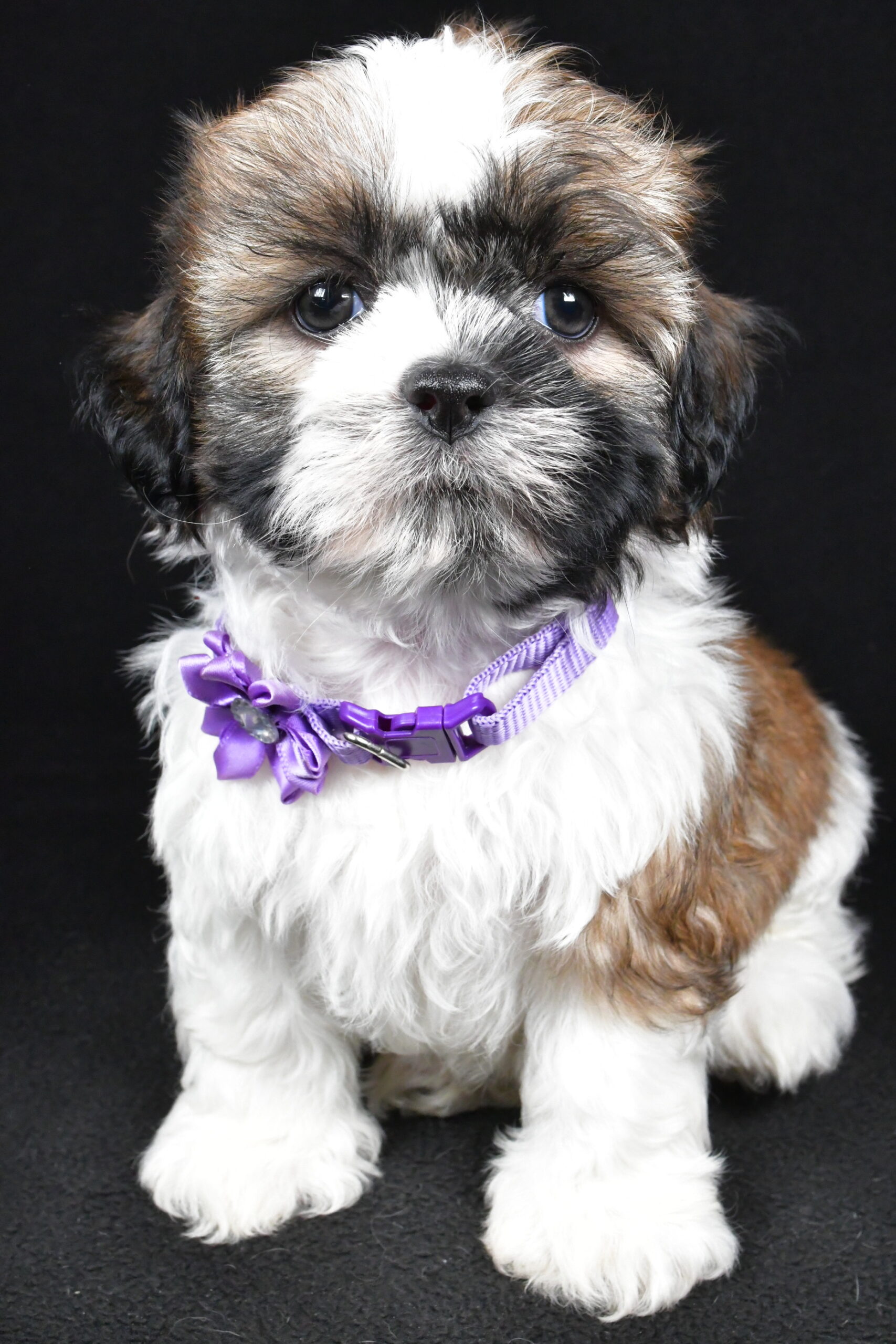 Miss Ivy The Shihtzu - Image 2