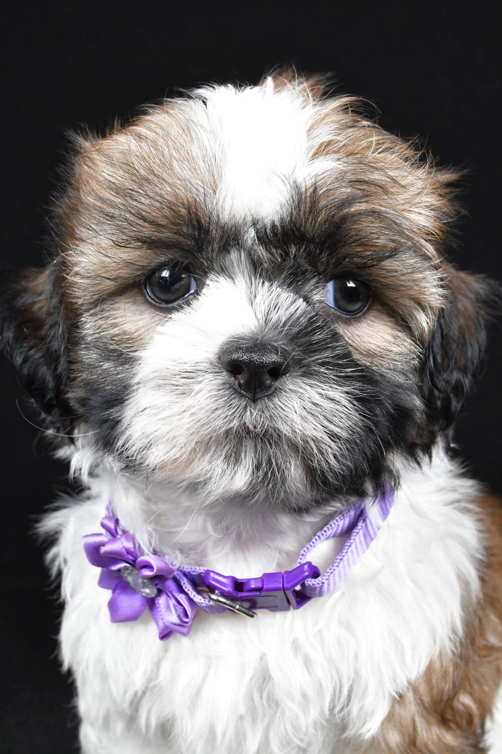 Miss Ivy The Shihtzu - Image 3