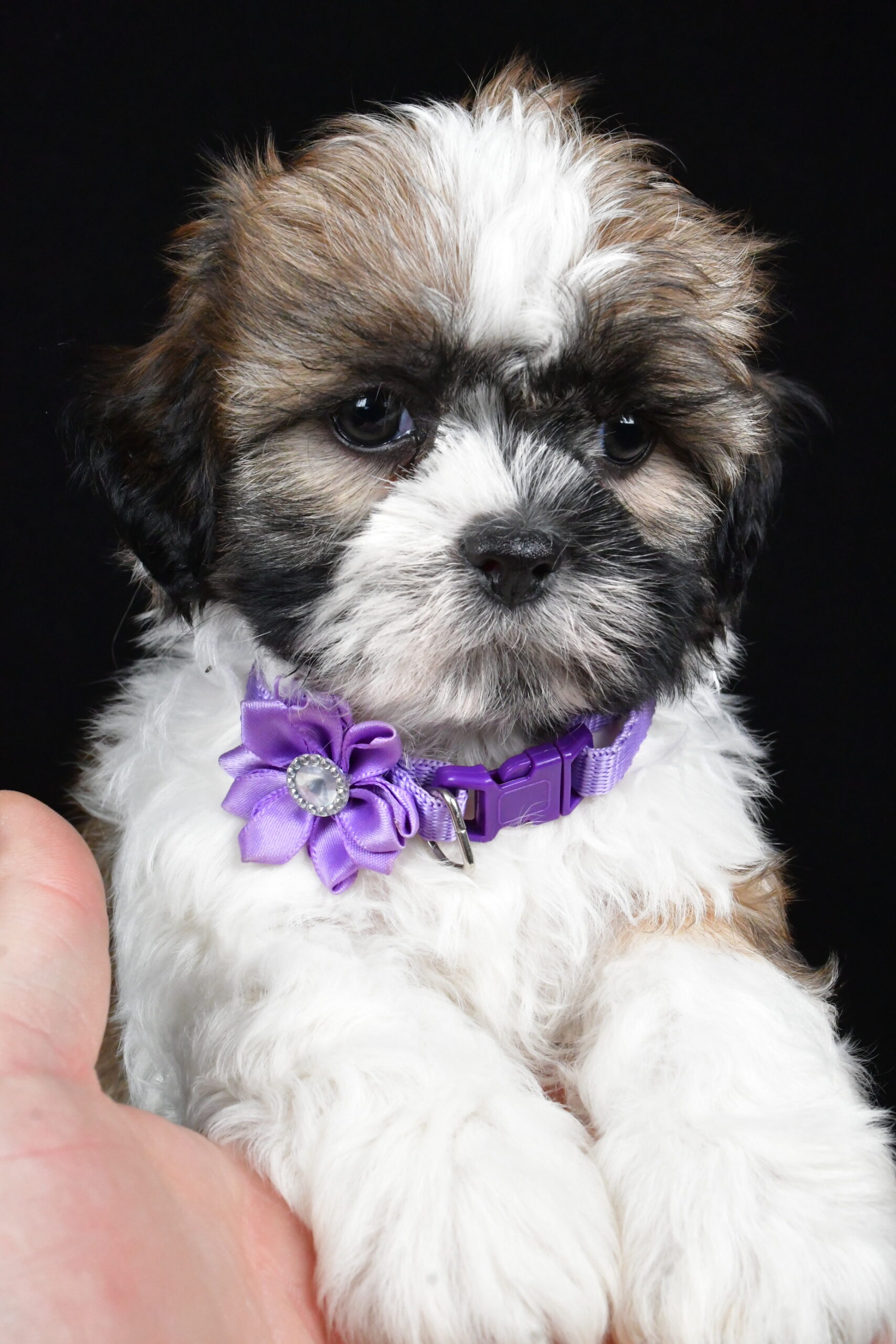 Miss Ivy The Shihtzu