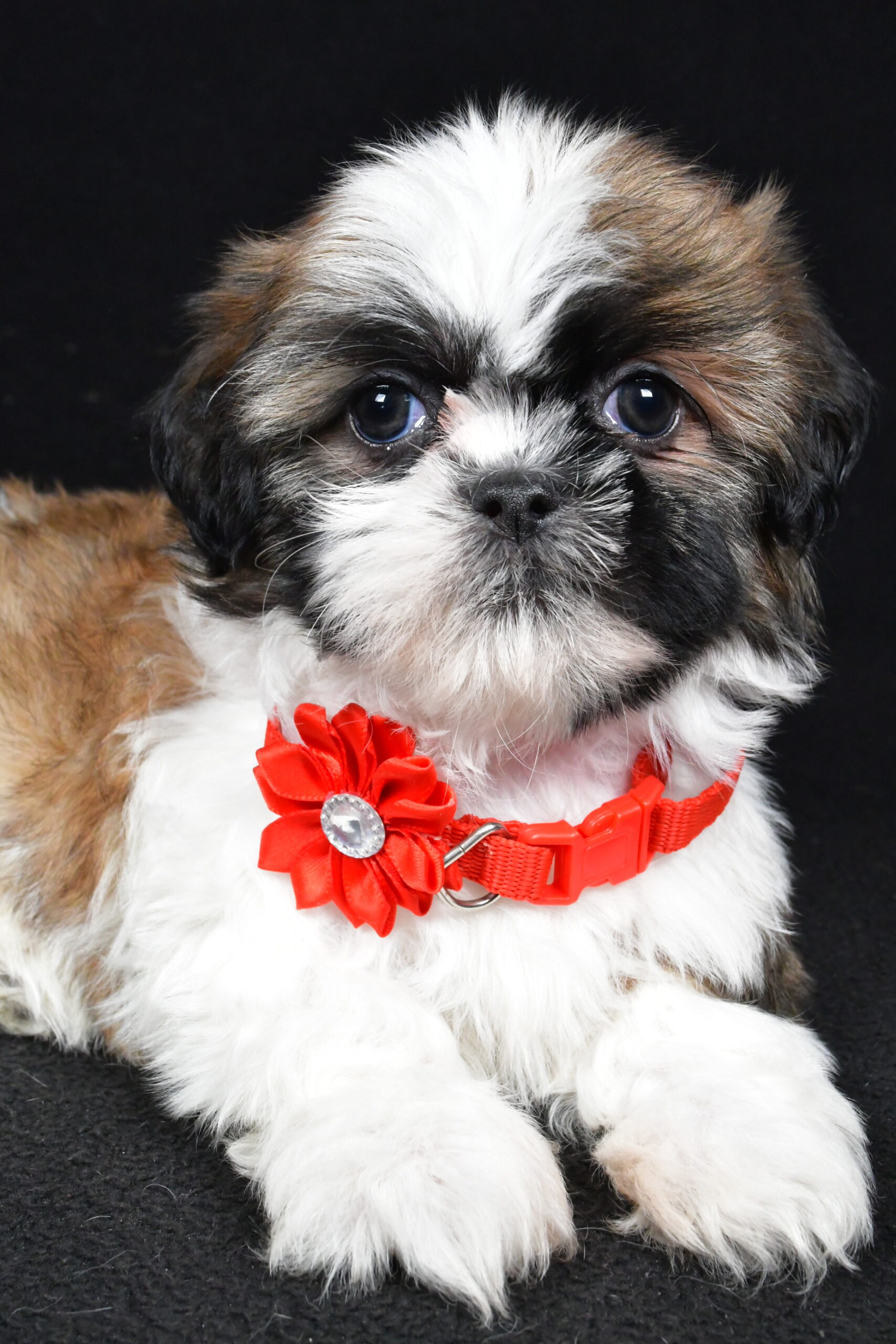 Miss Isabella The Shihtzu - Image 3