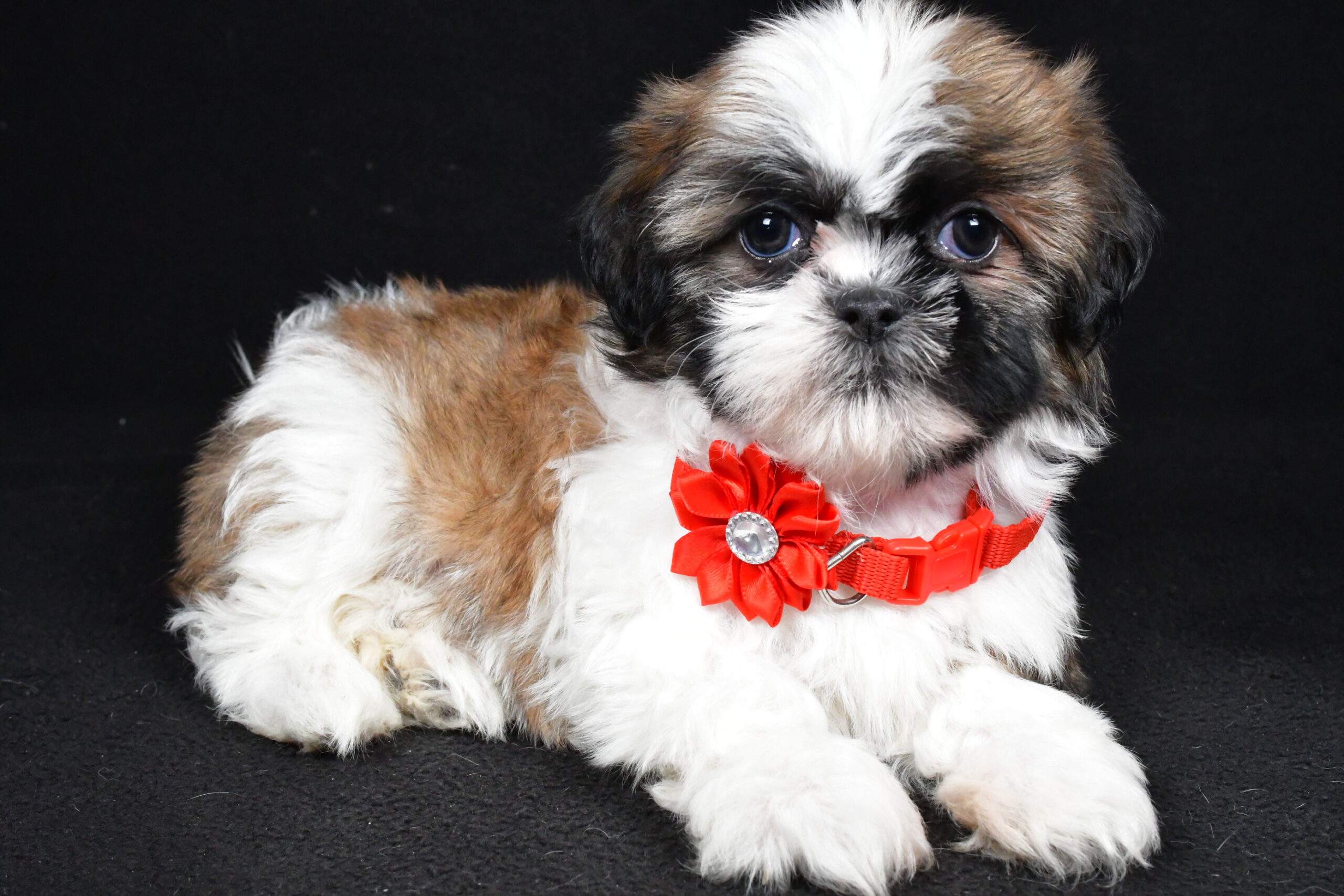Miss Isabella The Shihtzu - Image 6