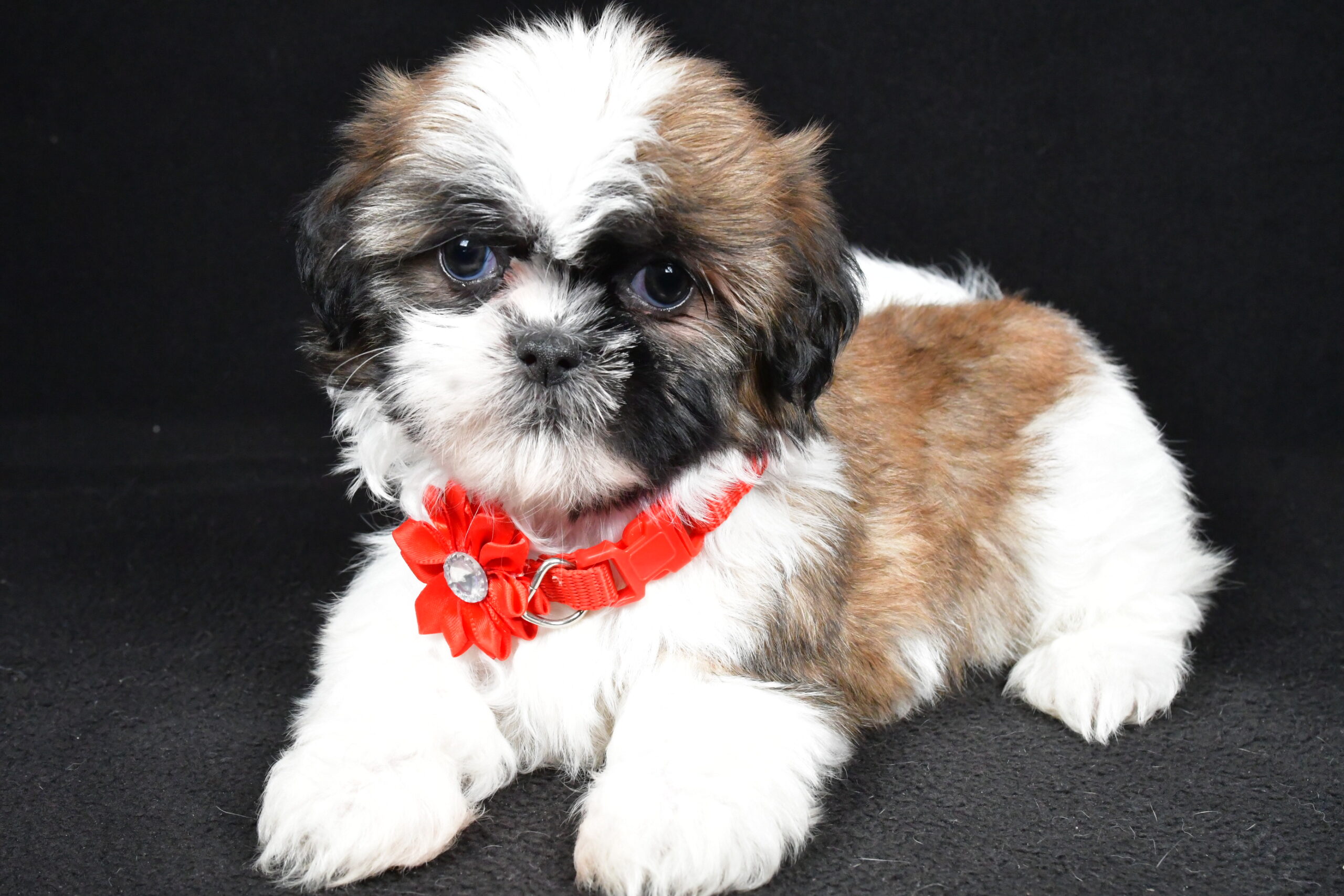 Miss Isabella The Shihtzu - Image 5