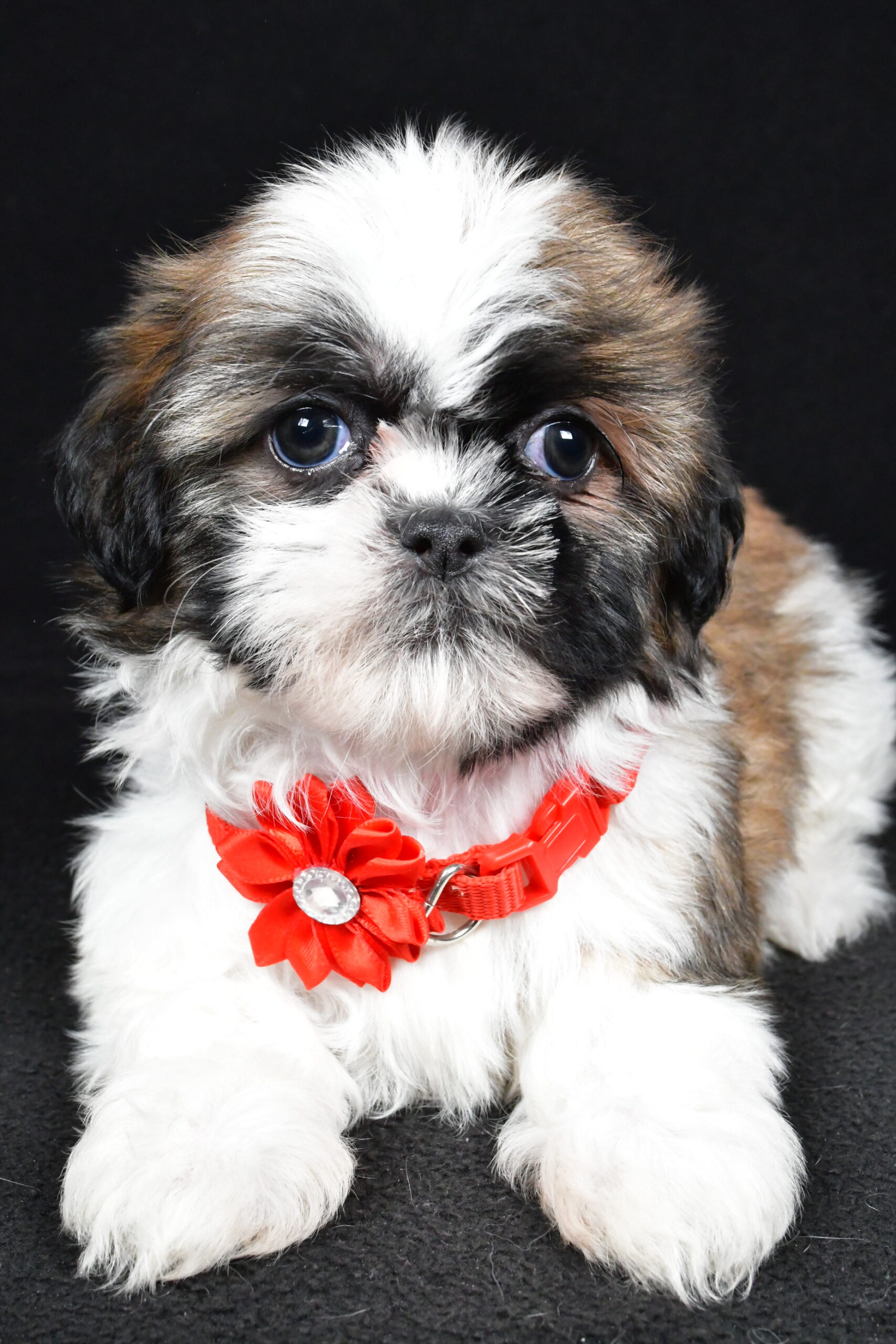 Miss Isabella The Shihtzu - Image 4