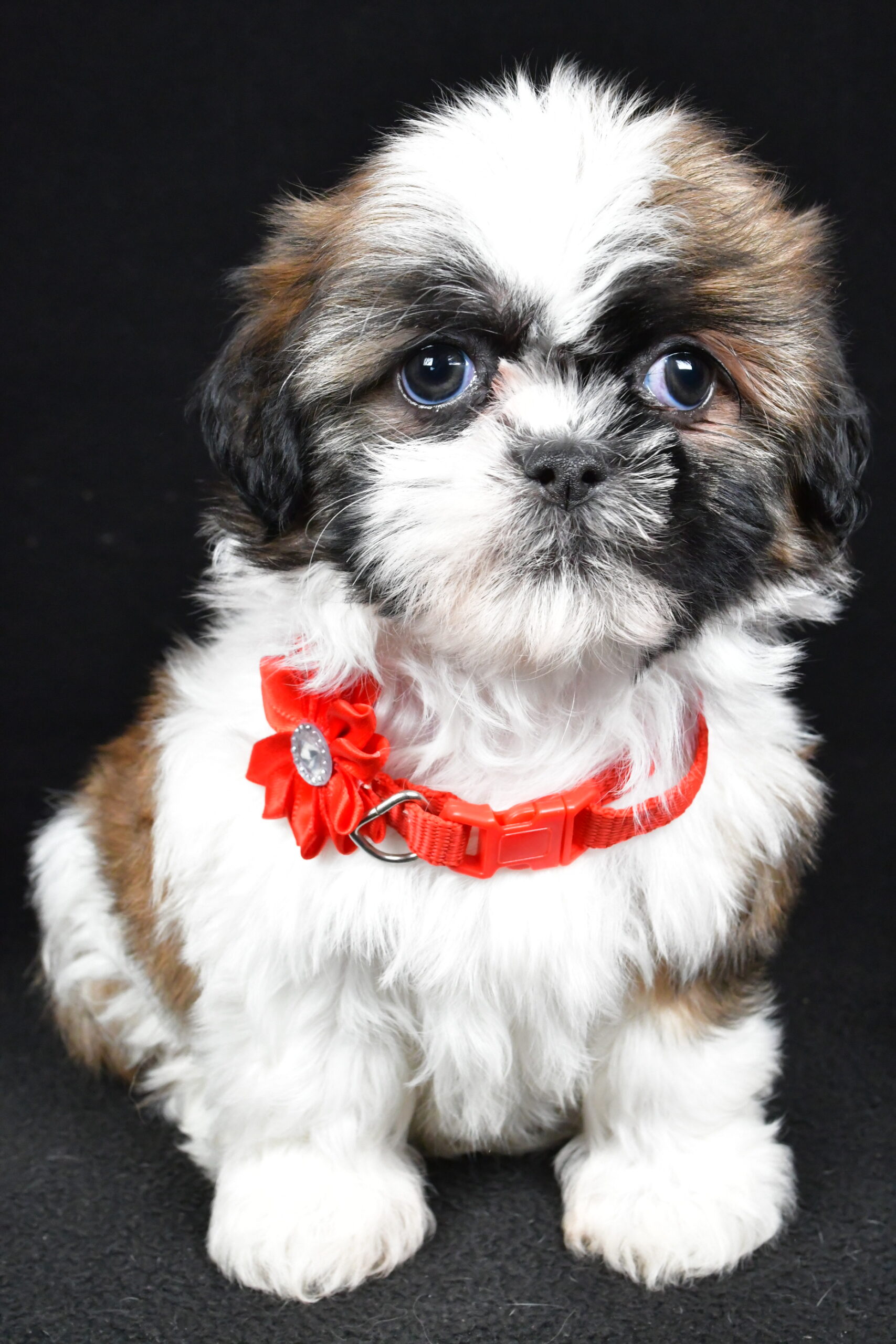 Miss Isabella The Shihtzu - Image 2