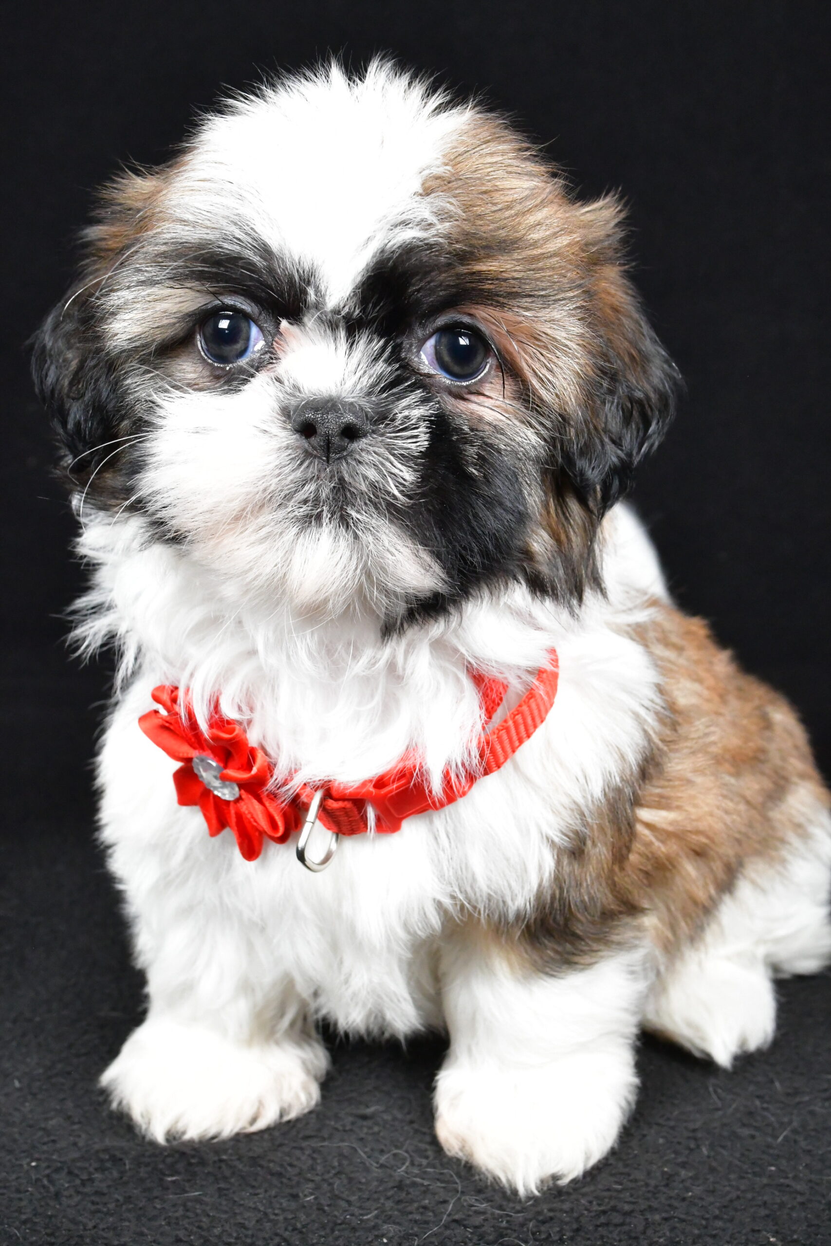 Miss Isabella The Shihtzu