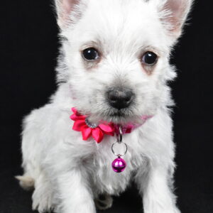 Miss Annie The West Highland White Terrier