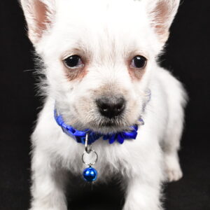 Miss Amy The West Highland White Terrier