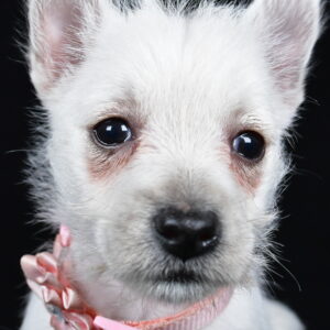 Miss Alice The West Highland White Terrier