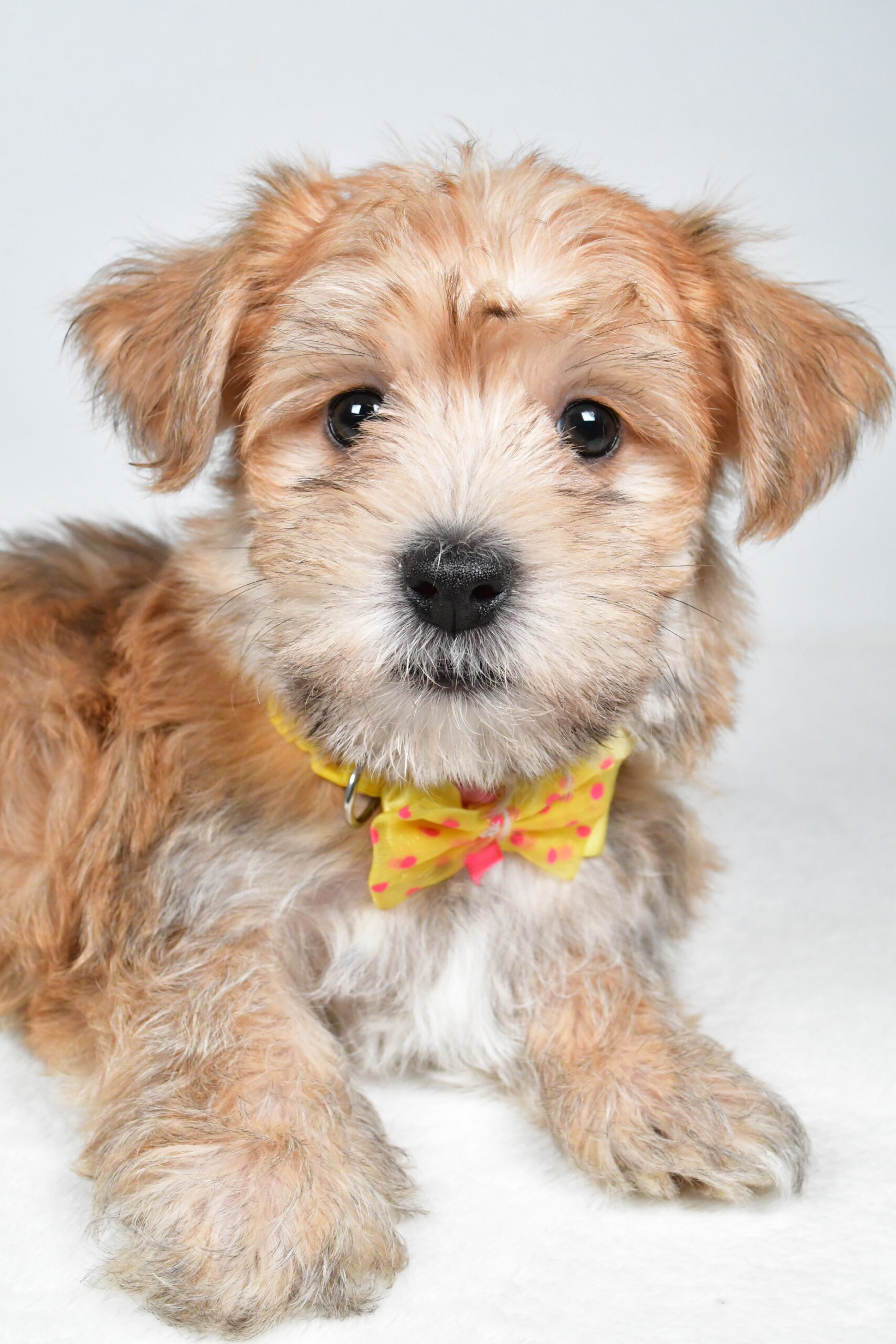 Mr Gabe The Morkie - Image 7