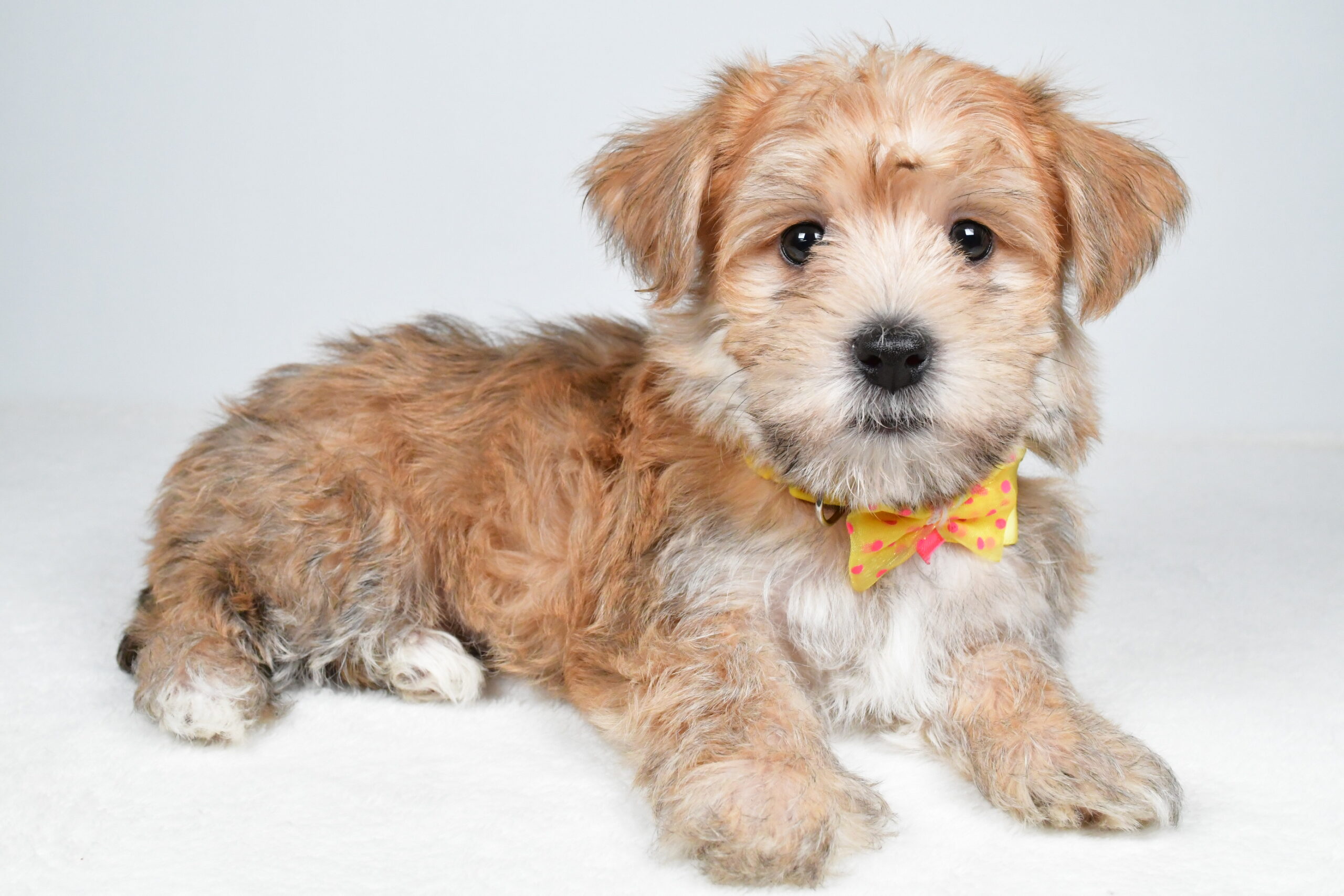 Mr Gabe The Morkie - Image 9