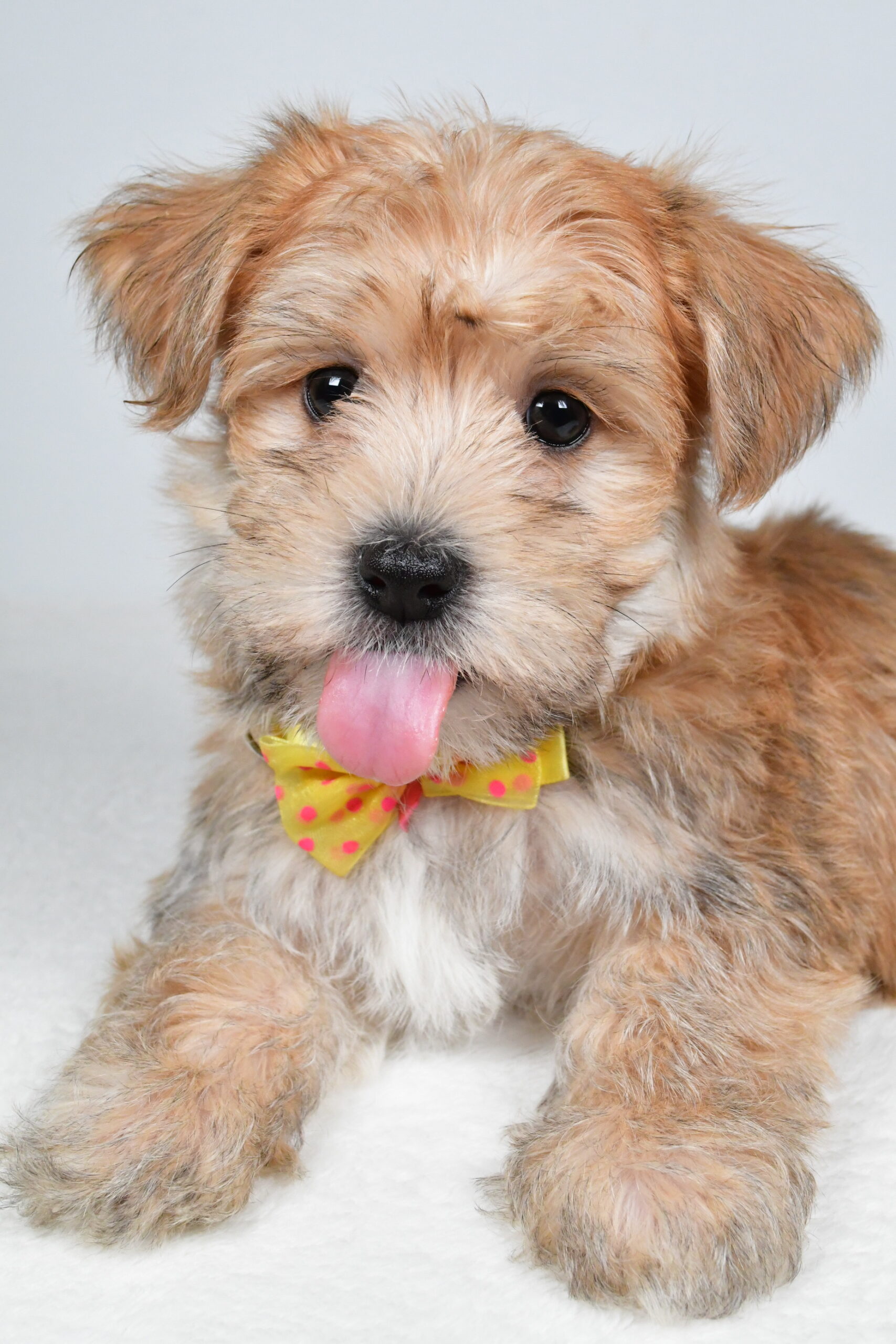 Mr Gabe The Morkie - Image 5